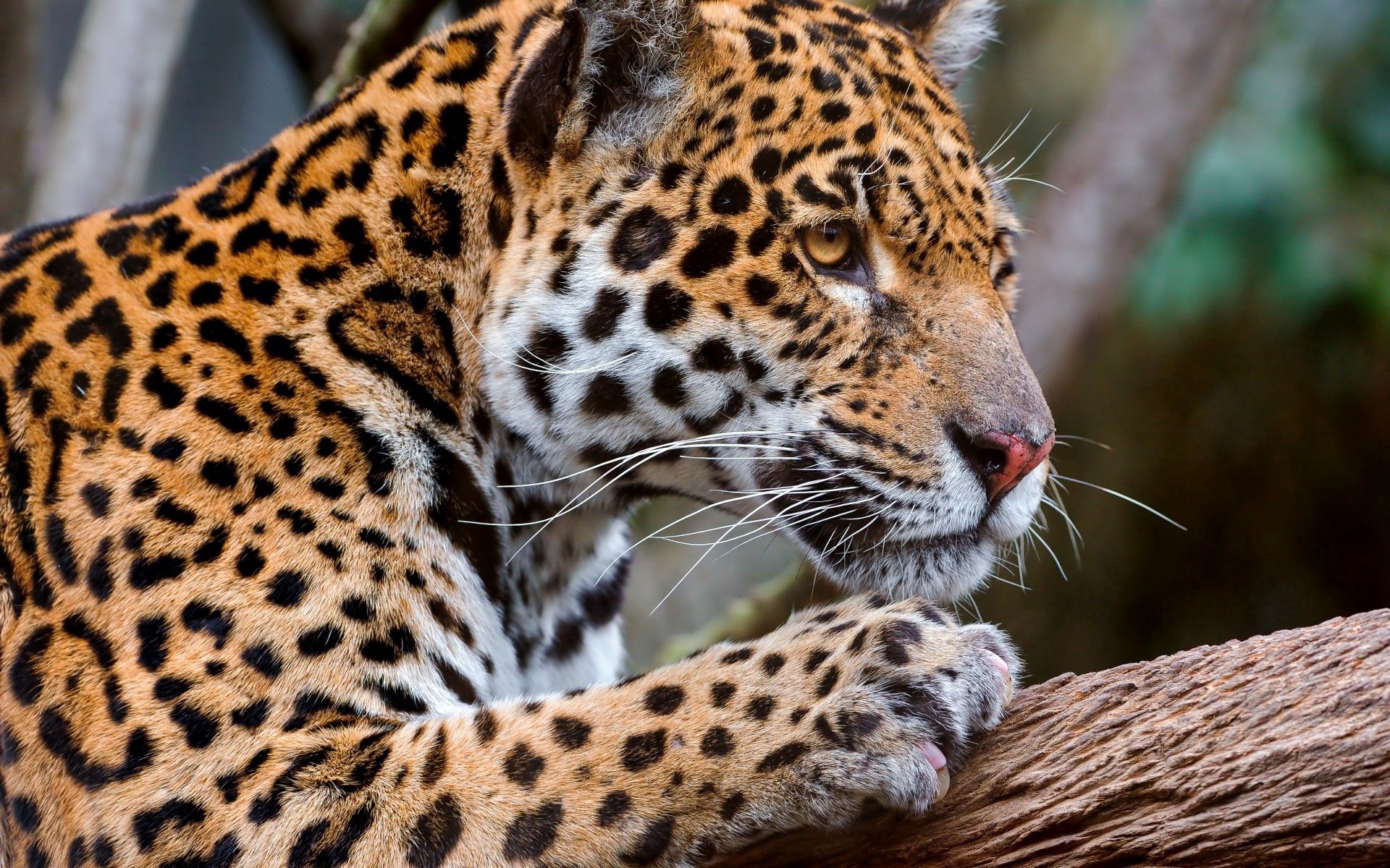Handy-Wallpaper Profil, Leopard, Meinung, Tiere, Sicht kostenlos herunterladen.