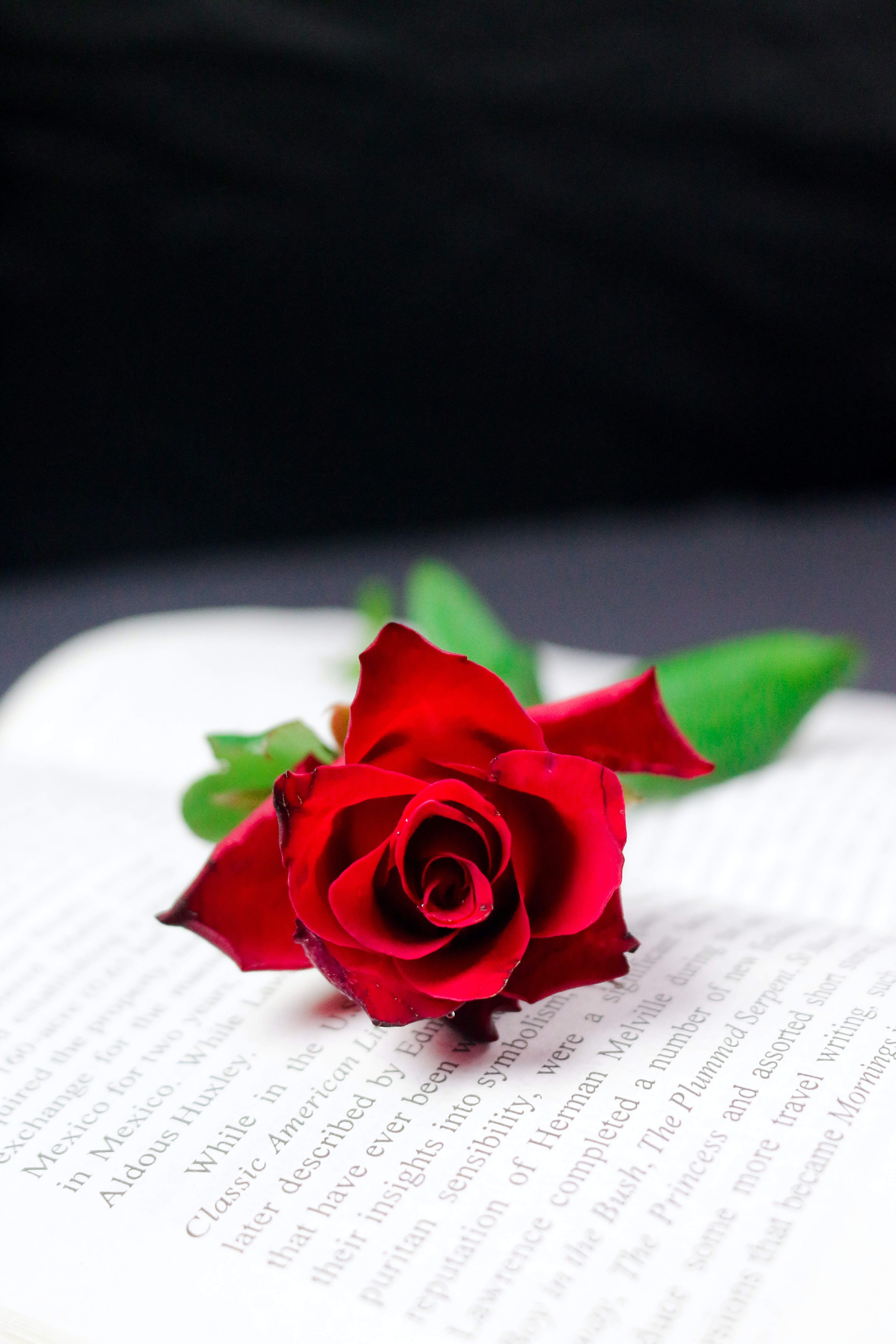 Скачать картинку Цветок, Красный, Книга, Роза, Цветы в телефон бесплатно.