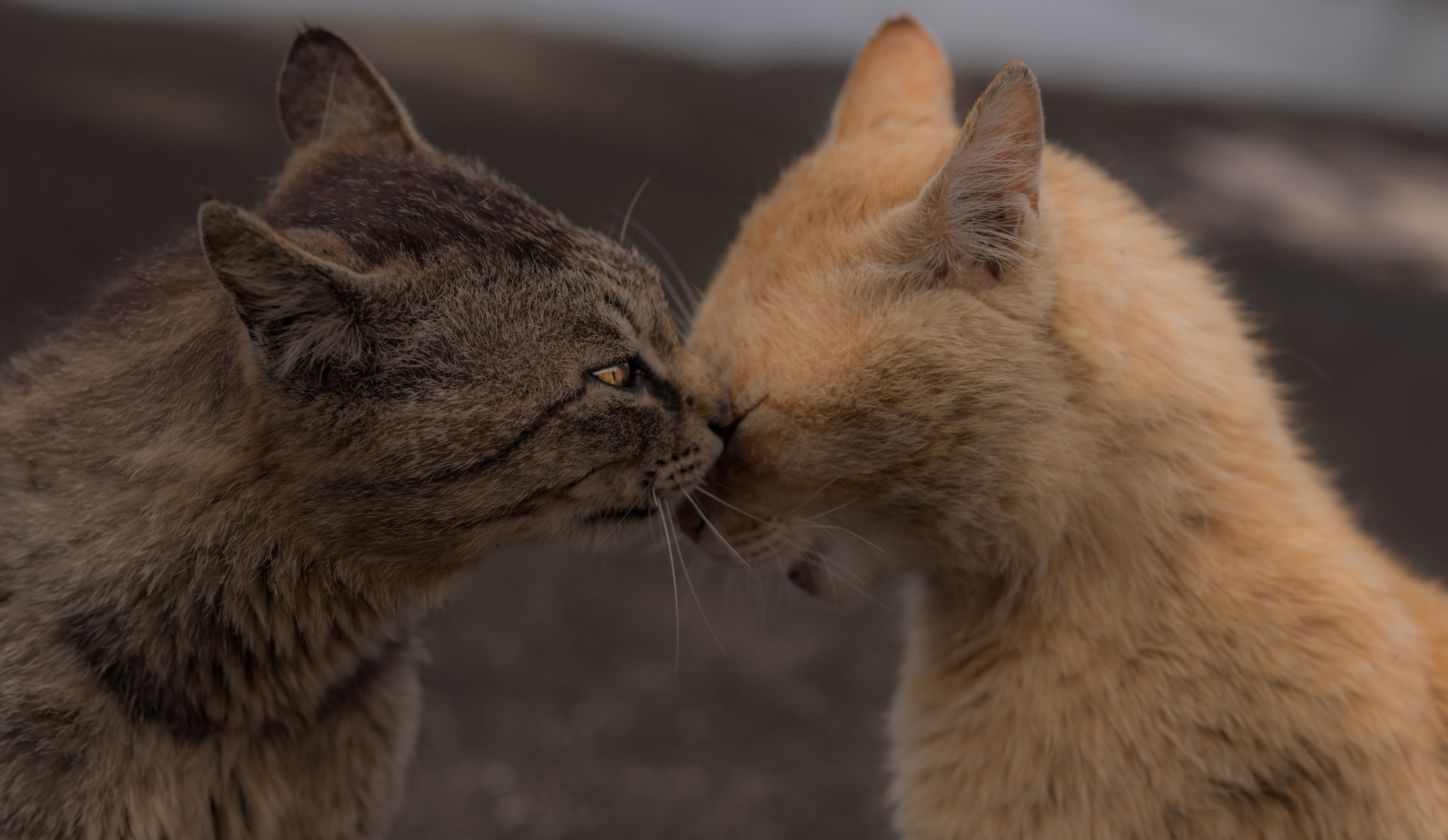 Descarga gratuita de fondo de pantalla para móvil de Animales, Gatos, Gato.