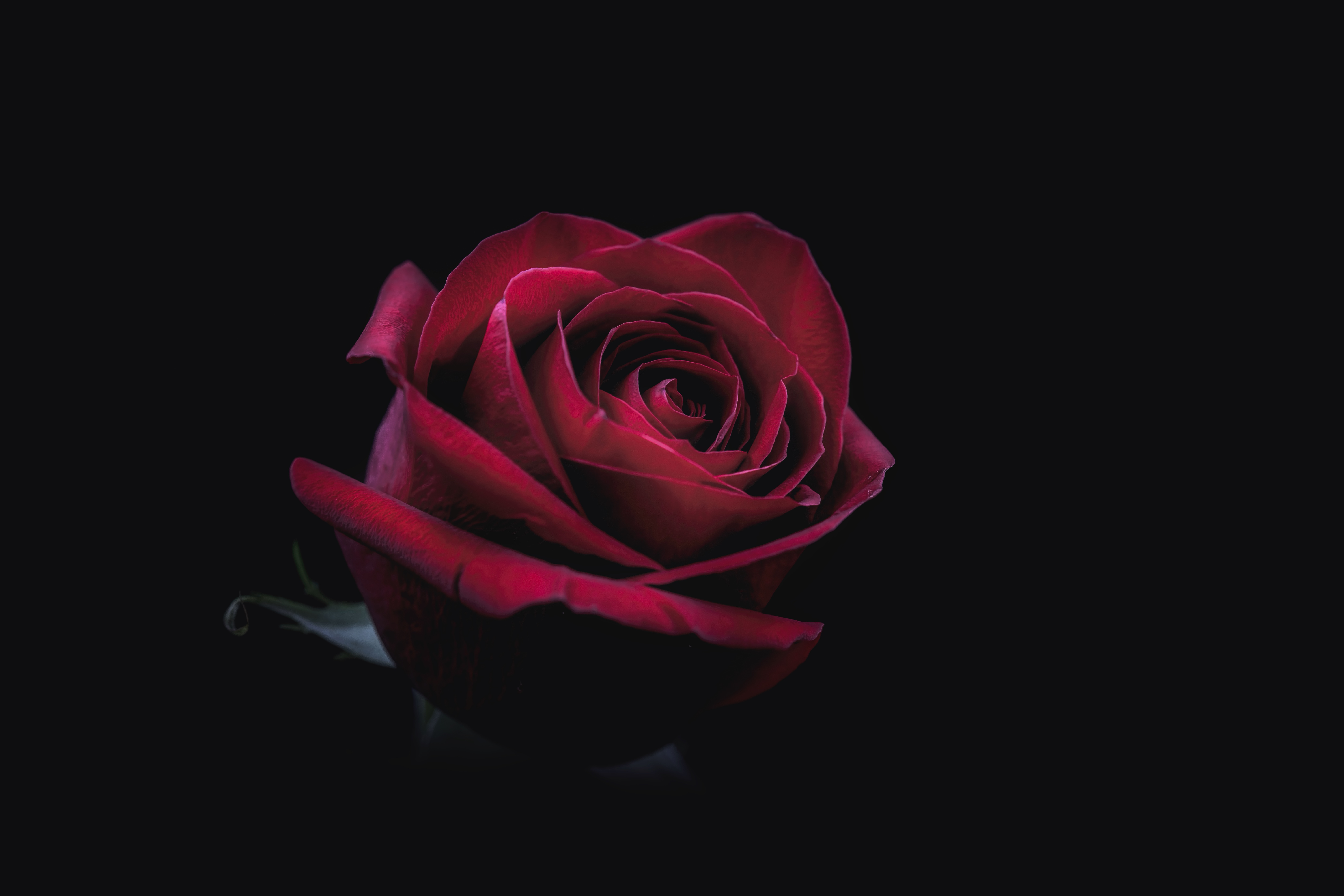 147032 завантажити картинку закри, троянда, червоний, темні, темний, роза, бутон, брунька, крупним планом - шпалери і заставки безкоштовно