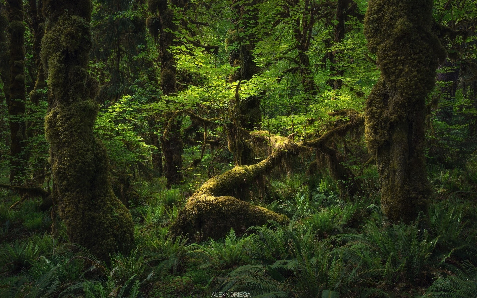 Скачать картинку Лес, Дерево, Зеленый, Тропический, Джунгли, Земля/природа в телефон бесплатно.