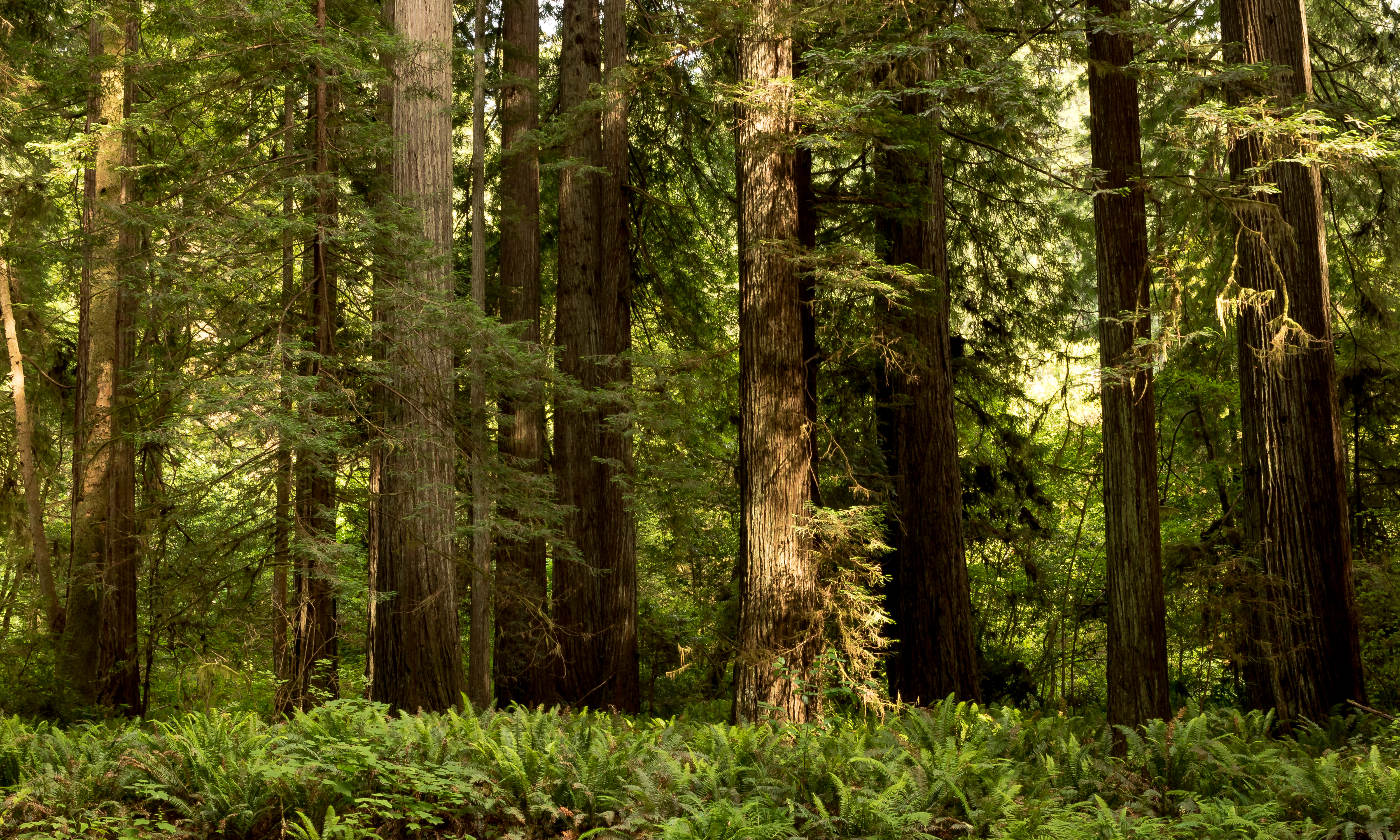 Скачать обои бесплатно Папоротник, Лес, Дерево, Зеленый, Земля/природа картинка на рабочий стол ПК