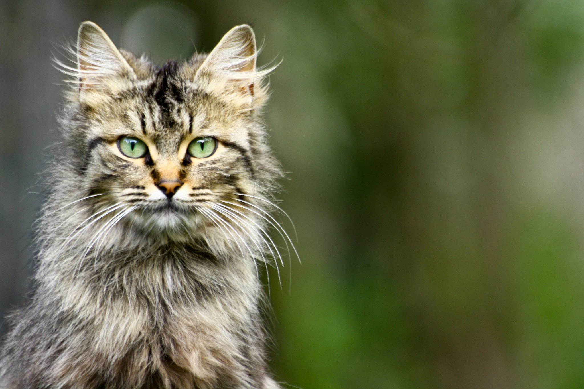 Handy-Wallpaper Katze, Katzen, Tiere kostenlos herunterladen.