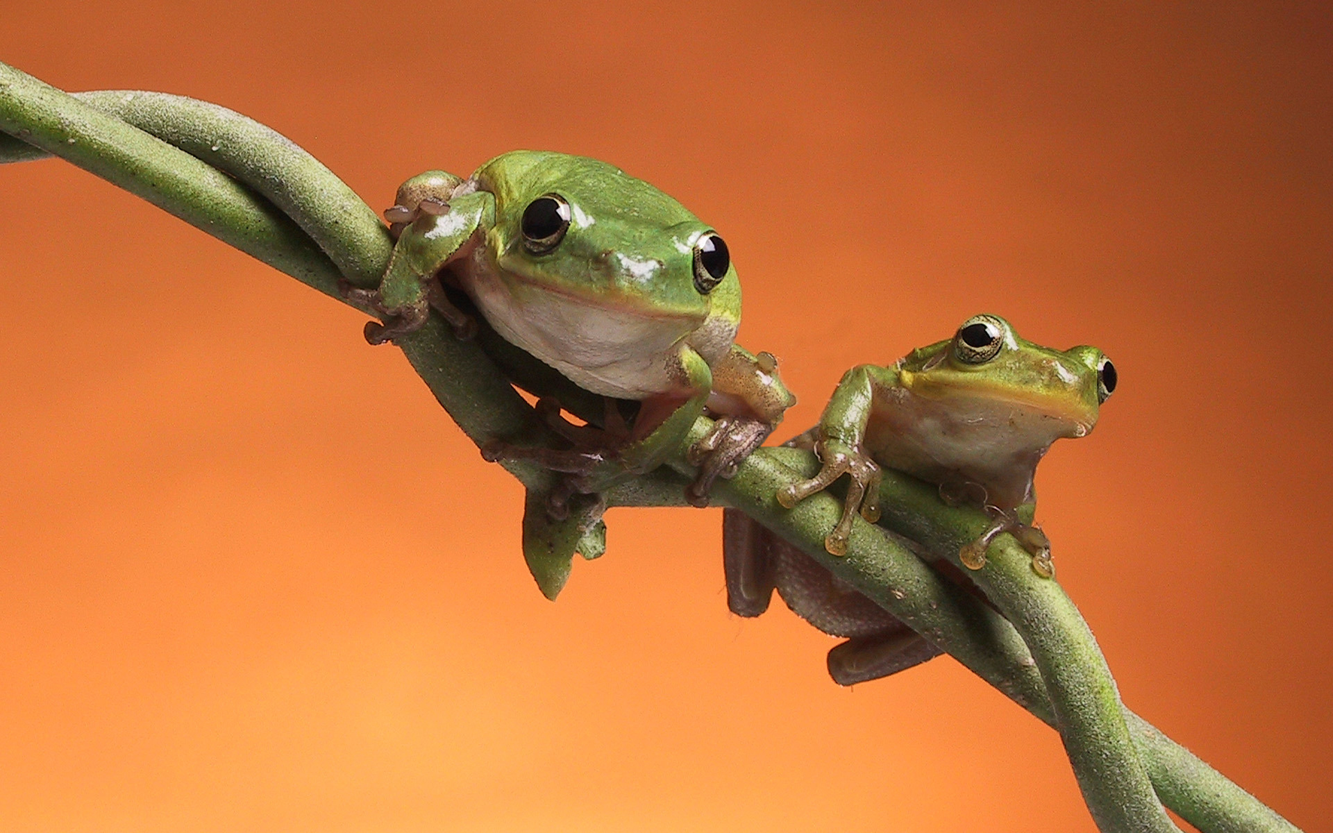 Laden Sie das Frösche, Frosch, Tiere-Bild kostenlos auf Ihren PC-Desktop herunter