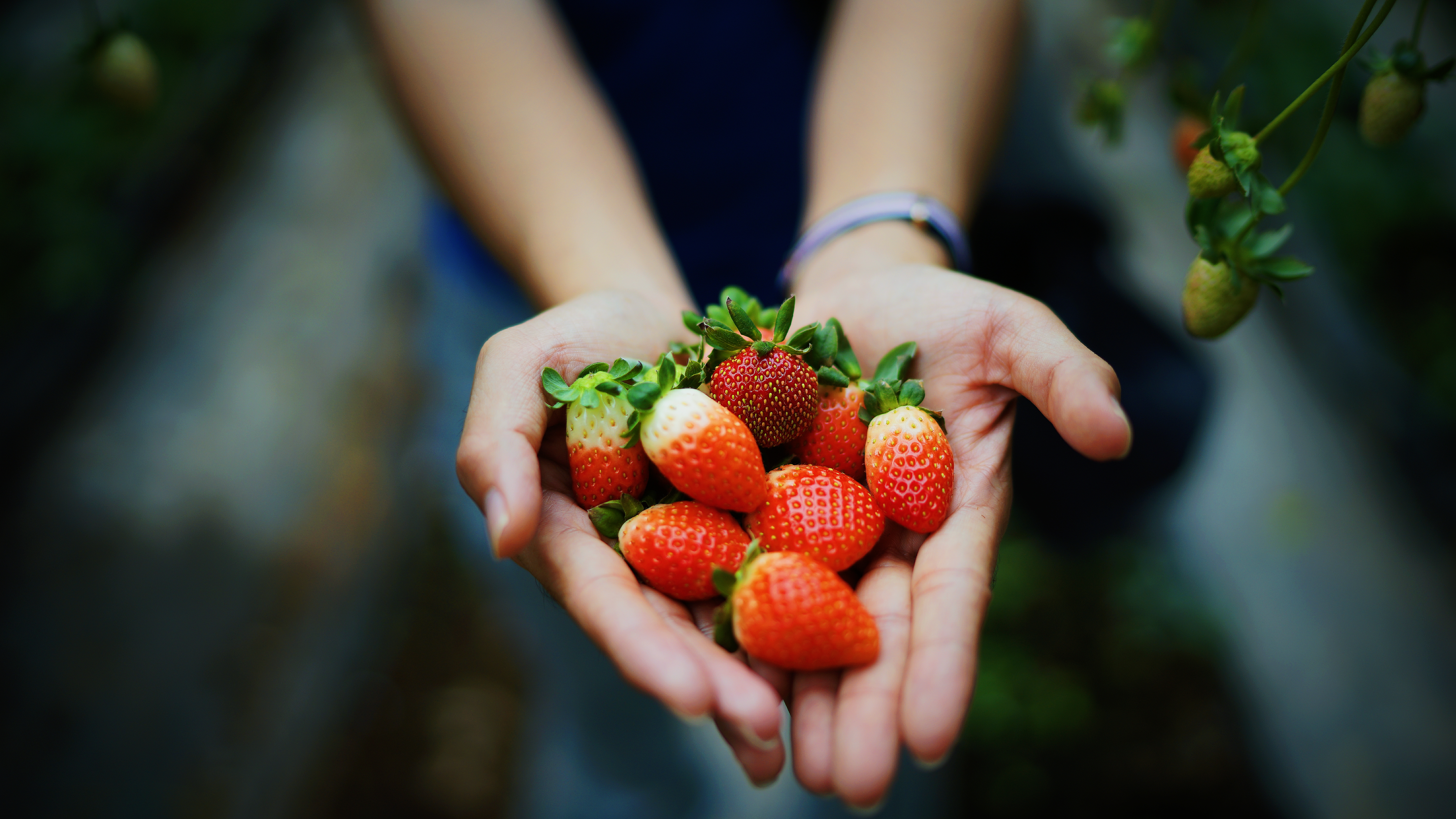 hands, food, strawberry, summer, berries, ripe, juicy