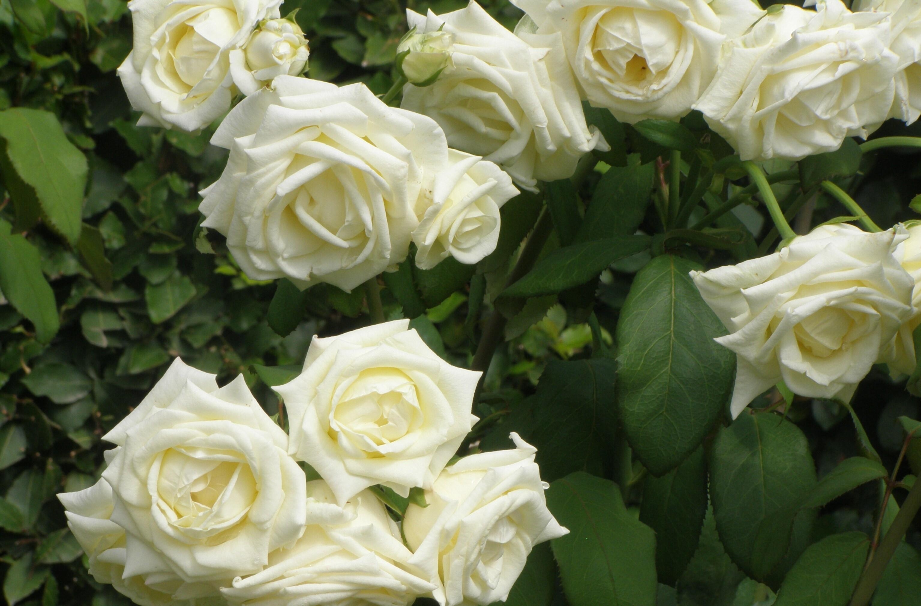 Baixe gratuitamente a imagem Flores, Rosas, Verão, Arbusto, Verdes, Verdura, Jardim na área de trabalho do seu PC