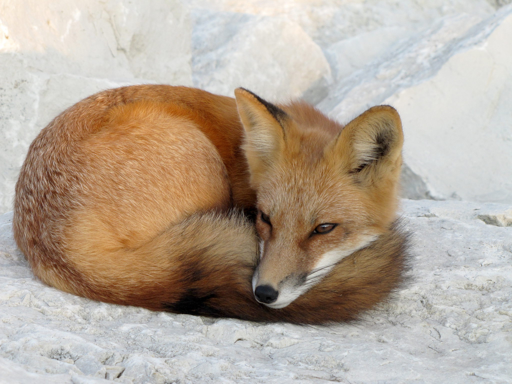 Download mobile wallpaper Fox, Animal, Sleeping for free.