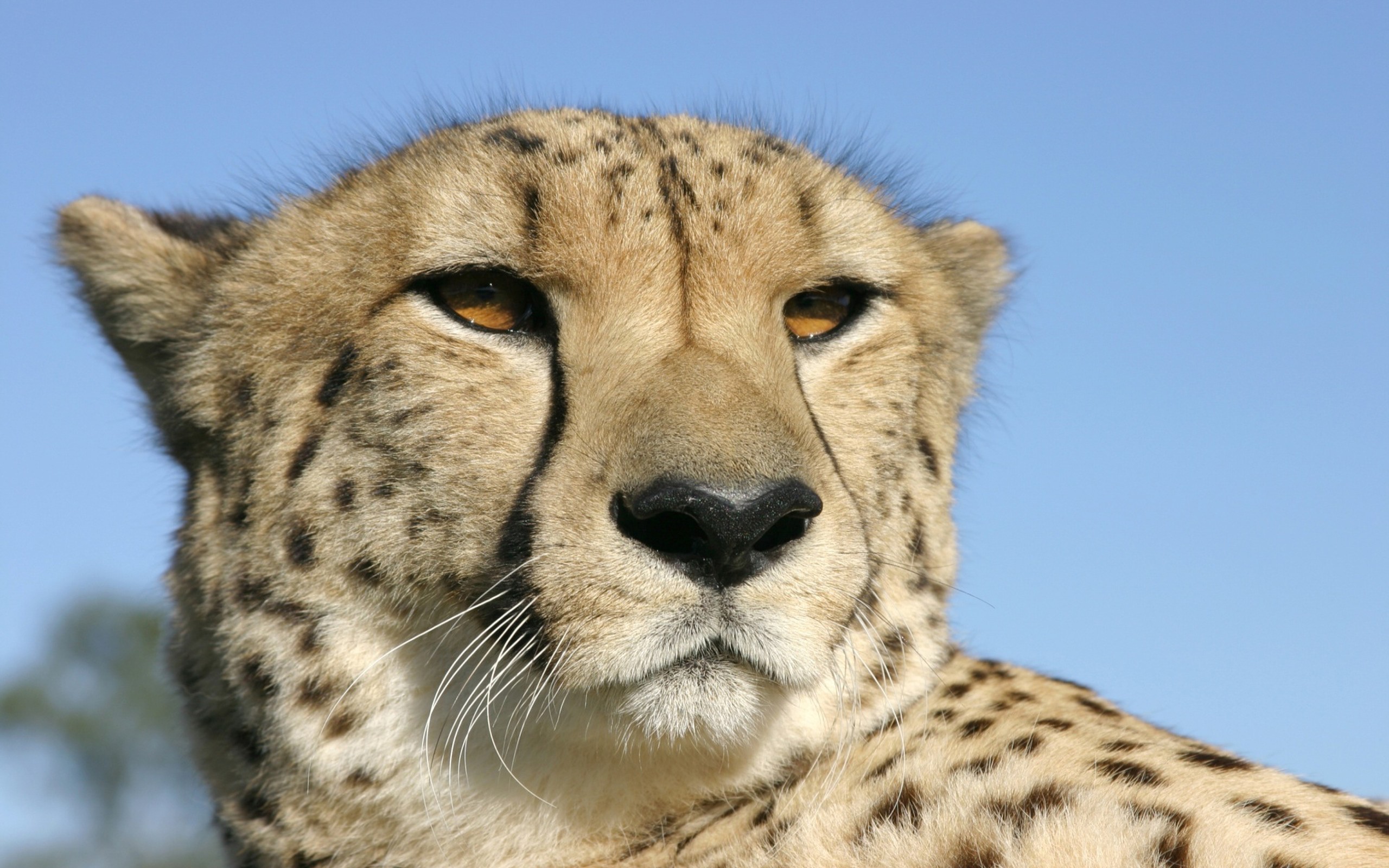 Handy-Wallpaper Tiere, Katzen, Gepard kostenlos herunterladen.