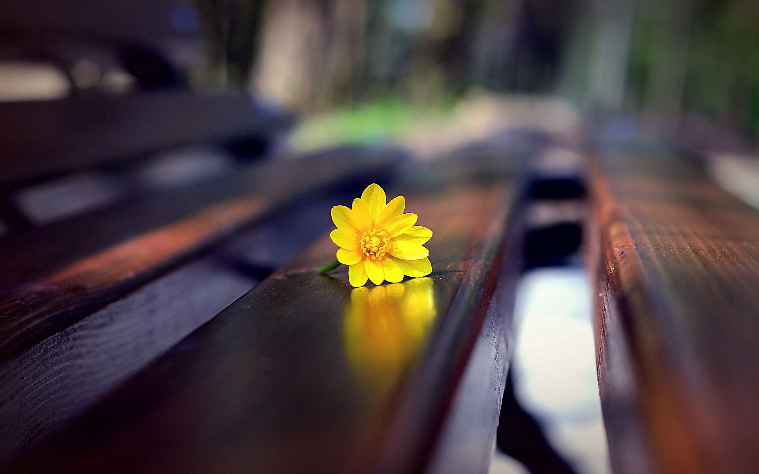 flower, bench, macro