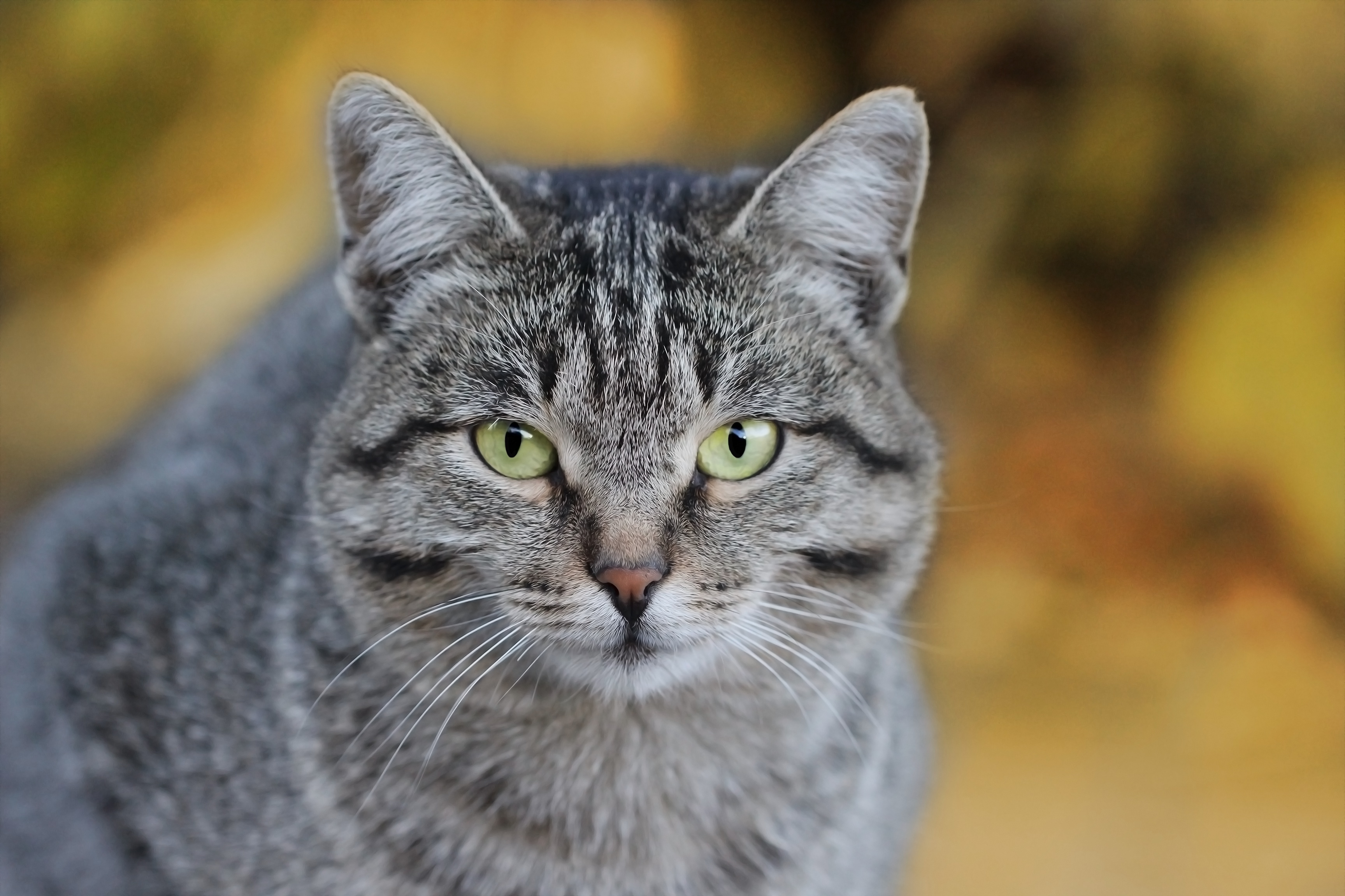 Baixe gratuitamente a imagem Animais, Gatos, Gato, Olhar Fixamente na área de trabalho do seu PC