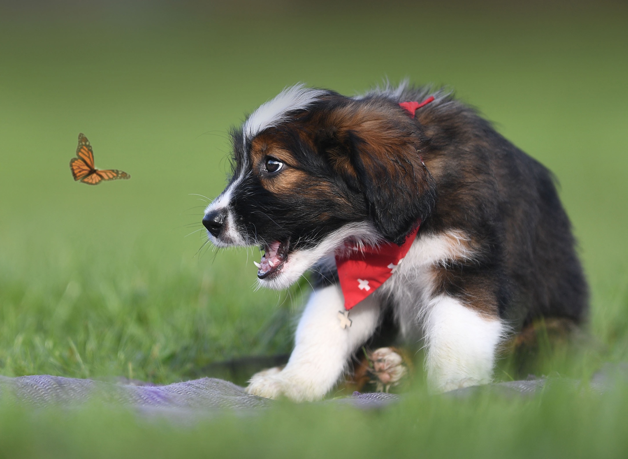 Download mobile wallpaper Dogs, Dog, Butterfly, Animal, Puppy, Baby Animal for free.