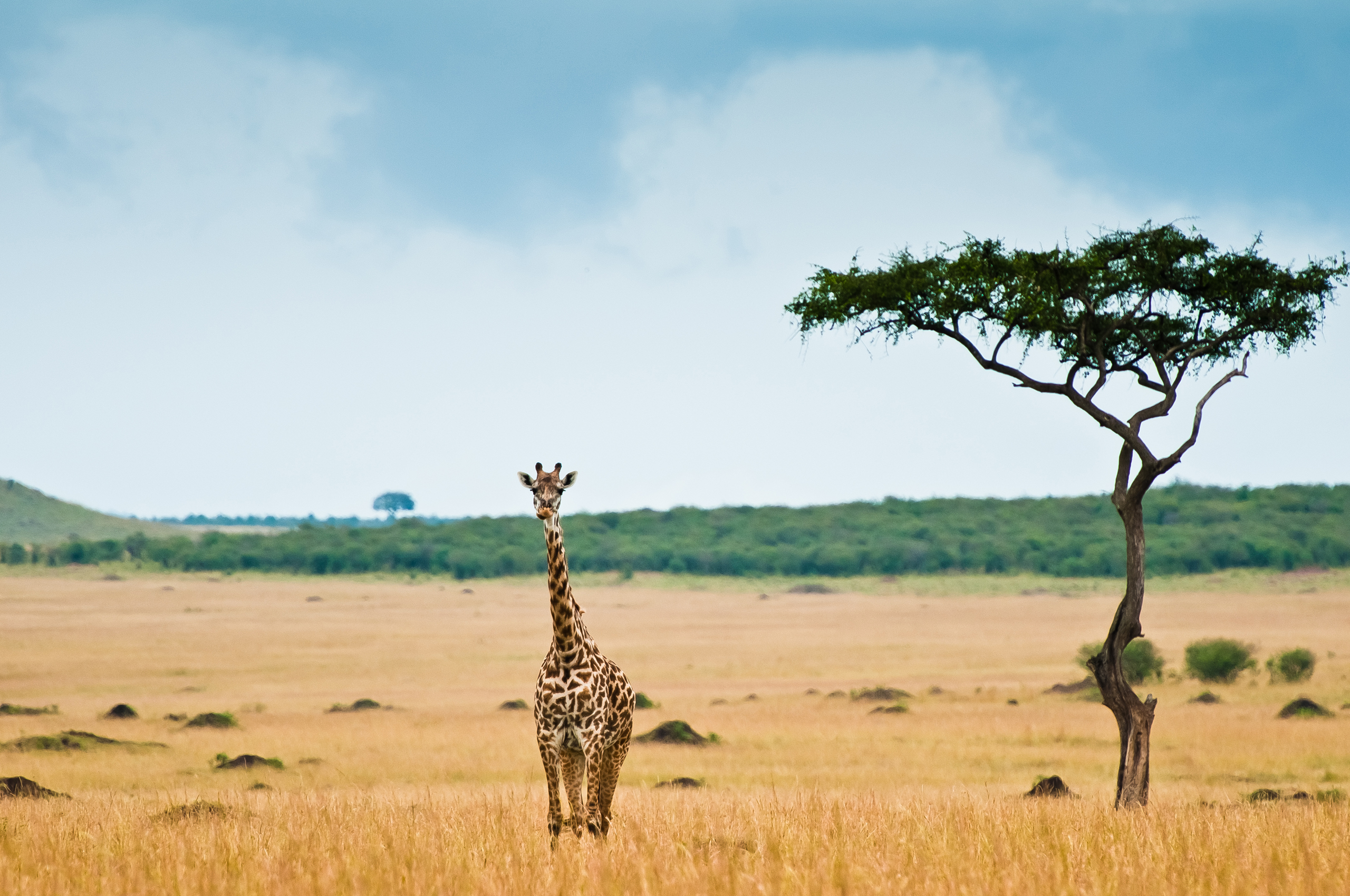 Handy-Wallpaper Giraffe, Tiere kostenlos herunterladen.