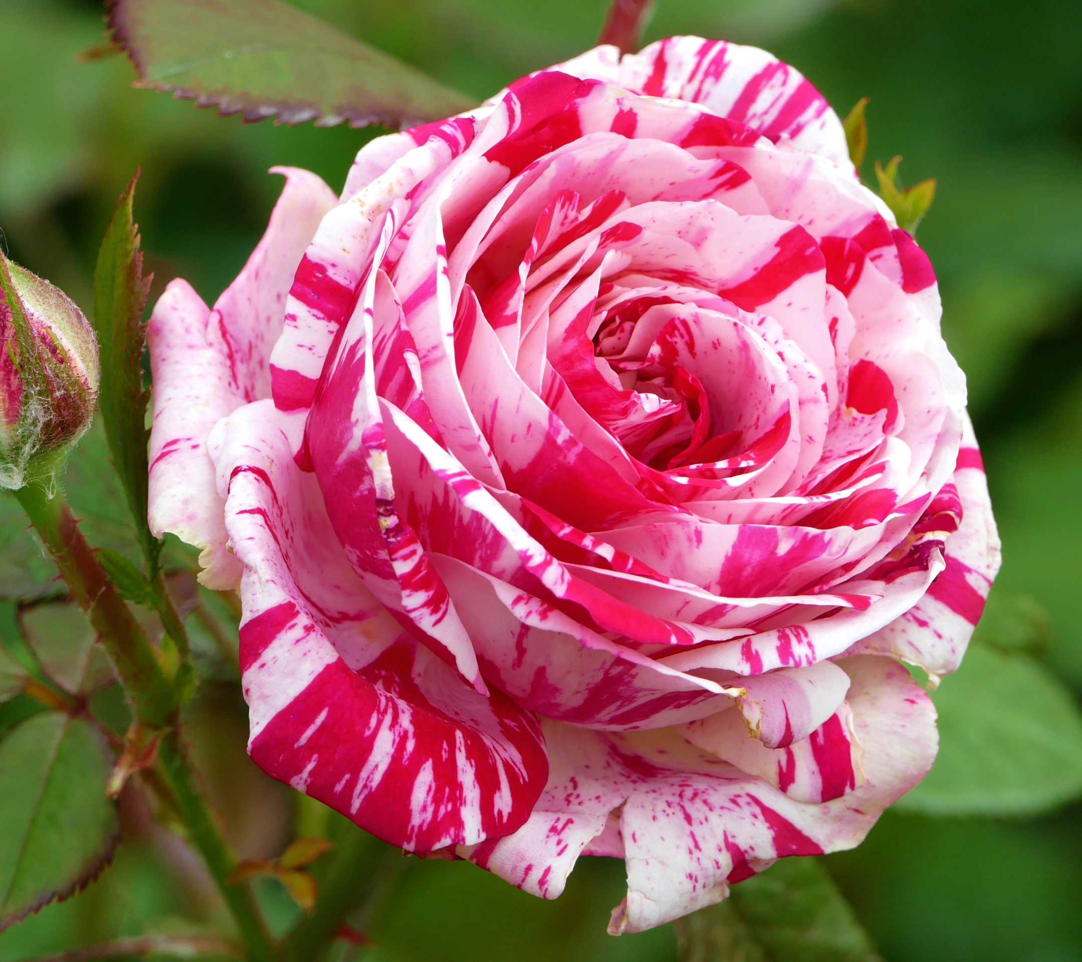 Handy-Wallpaper Blumen, Blume, Rose, Nahansicht, Erde/natur, Pinke Blume kostenlos herunterladen.