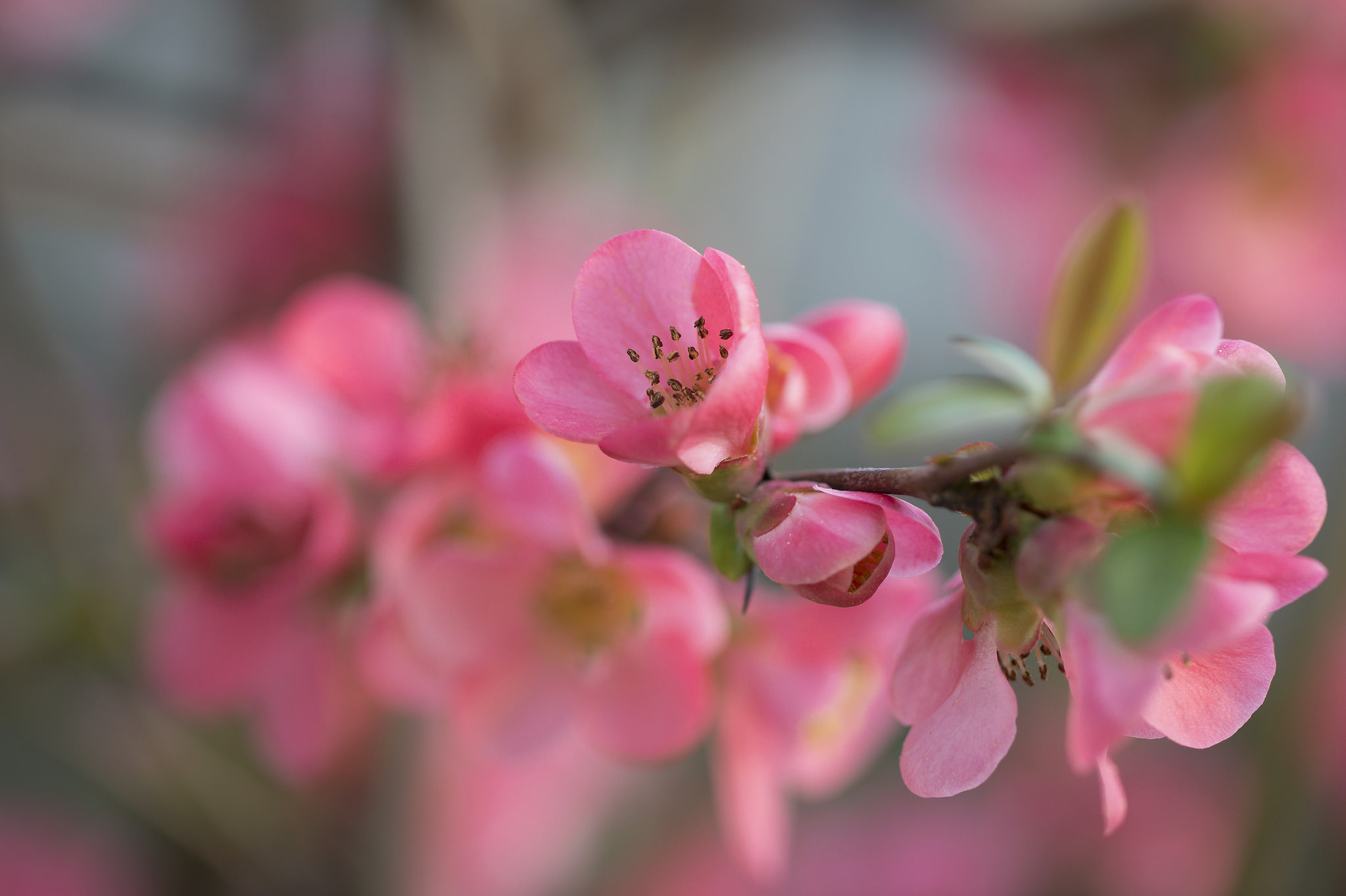 Download mobile wallpaper Nature, Flowers, Blur, Branch, Earth, Blossom, Pink Flower for free.