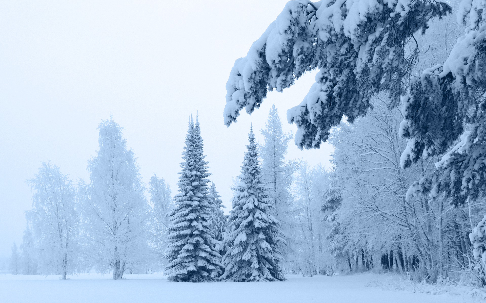 Free download wallpaper Landscape, Winter, Snow, Forest, Earth, Season, Scenic on your PC desktop