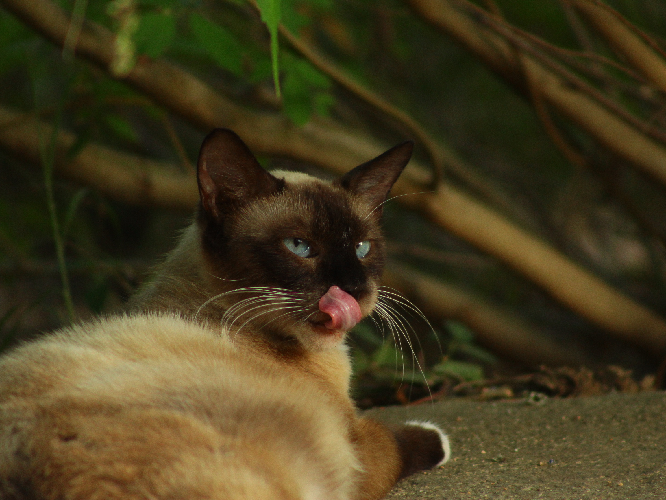 Descarga gratuita de fondo de pantalla para móvil de Gato, Gatos, Animales.