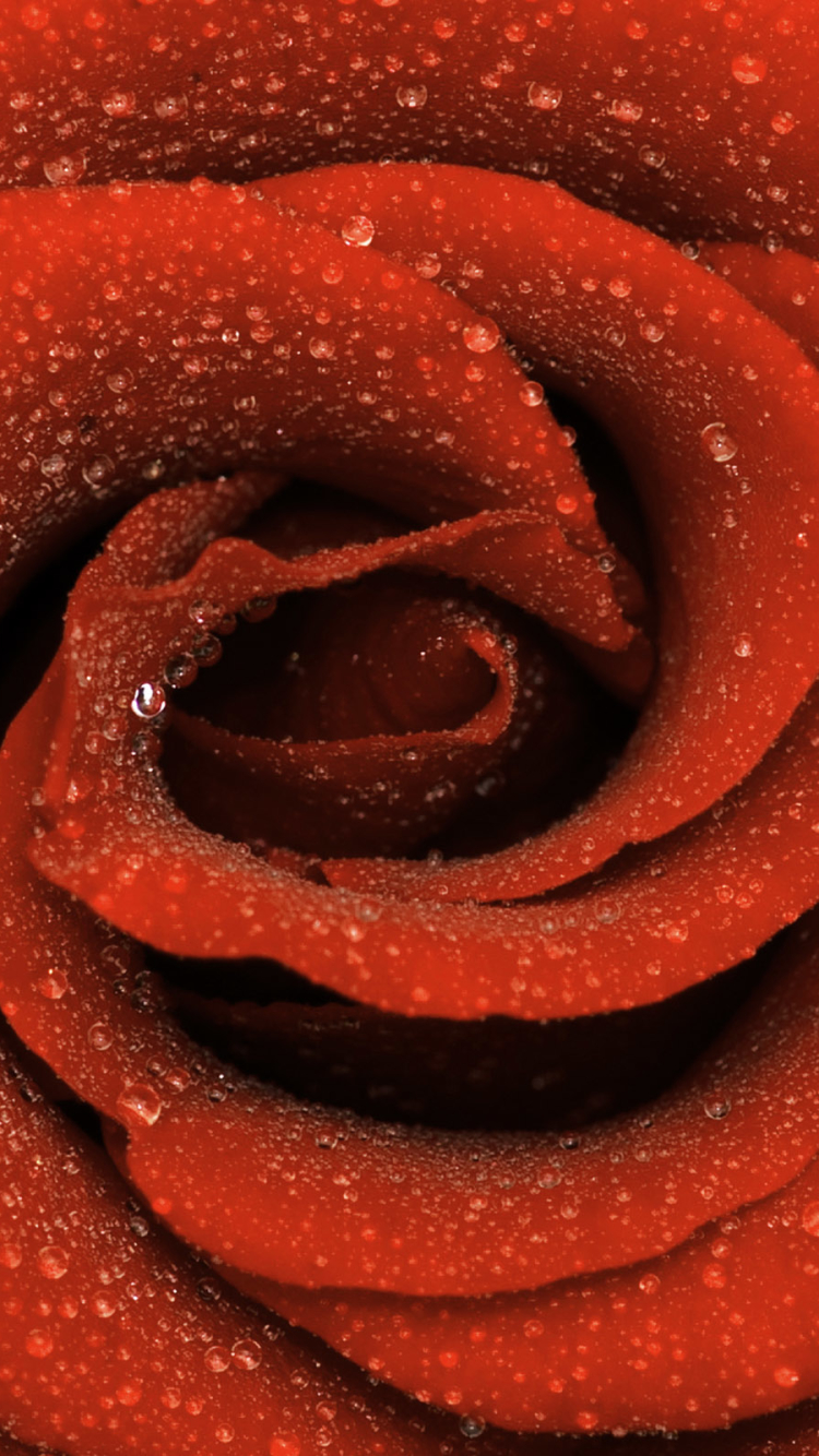 Download mobile wallpaper Flowers, Flower, Rose, Earth, Red Rose, Water Drop for free.