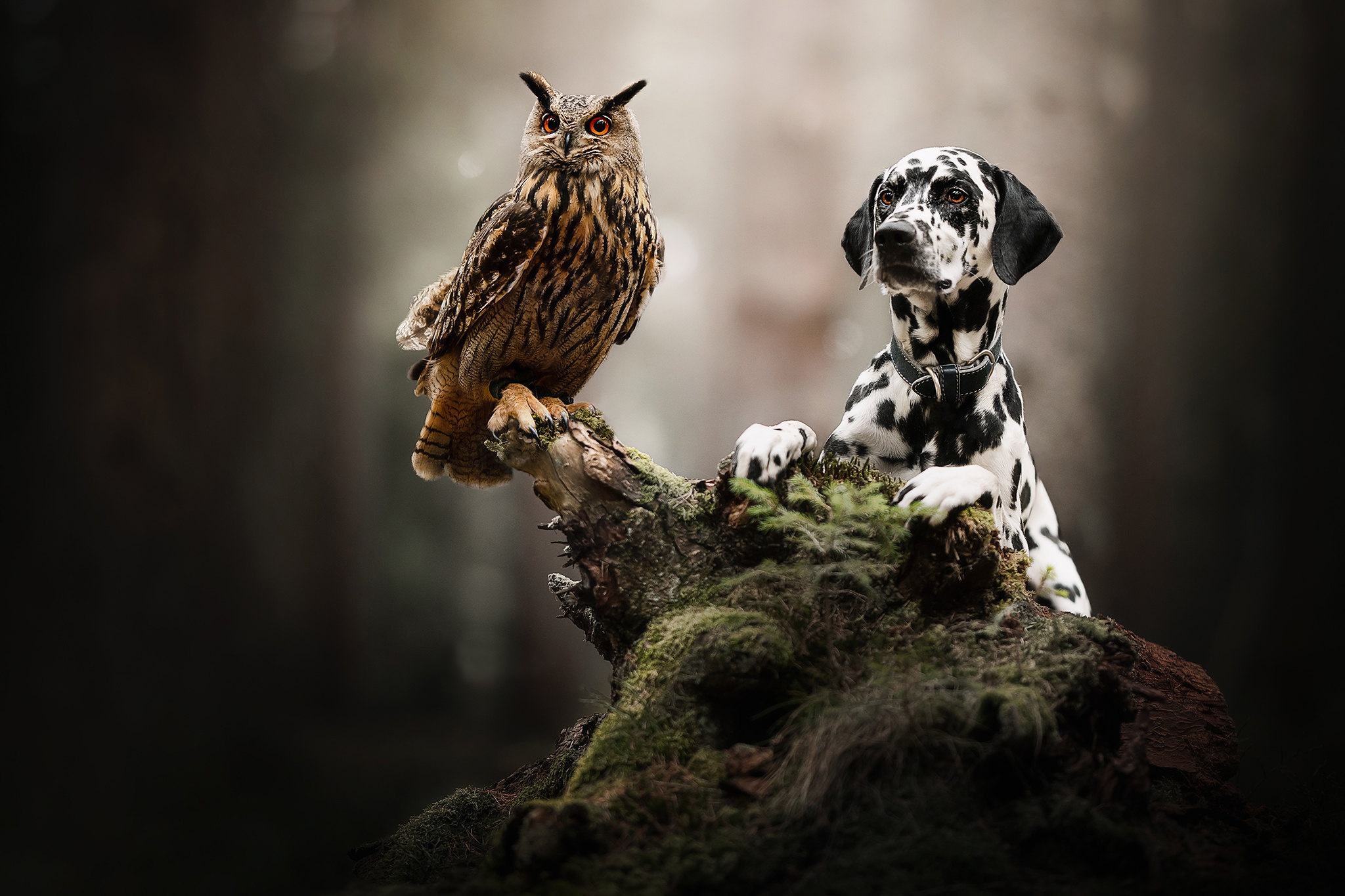 Free download wallpaper Dogs, Owl, Bird, Dog, Animal, Dalmatian on your PC desktop
