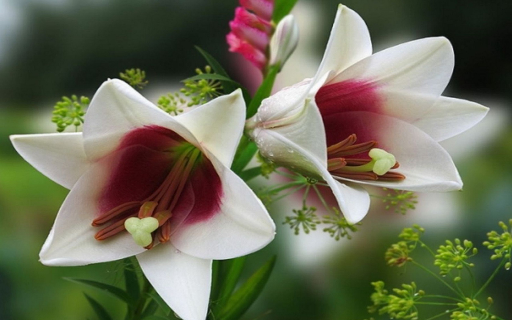 Free download wallpaper Flowers, Flower, Earth on your PC desktop