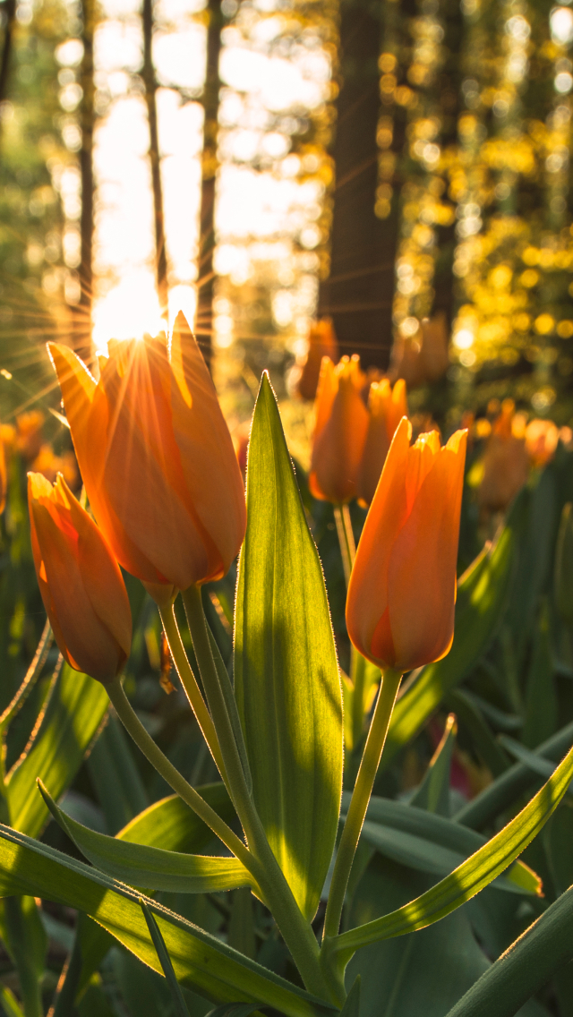 Handy-Wallpaper Natur, Blumen, Blume, Tulpe, Gelbe Blume, Sonnenstrahl, Erde/natur, Sonnenbohne kostenlos herunterladen.