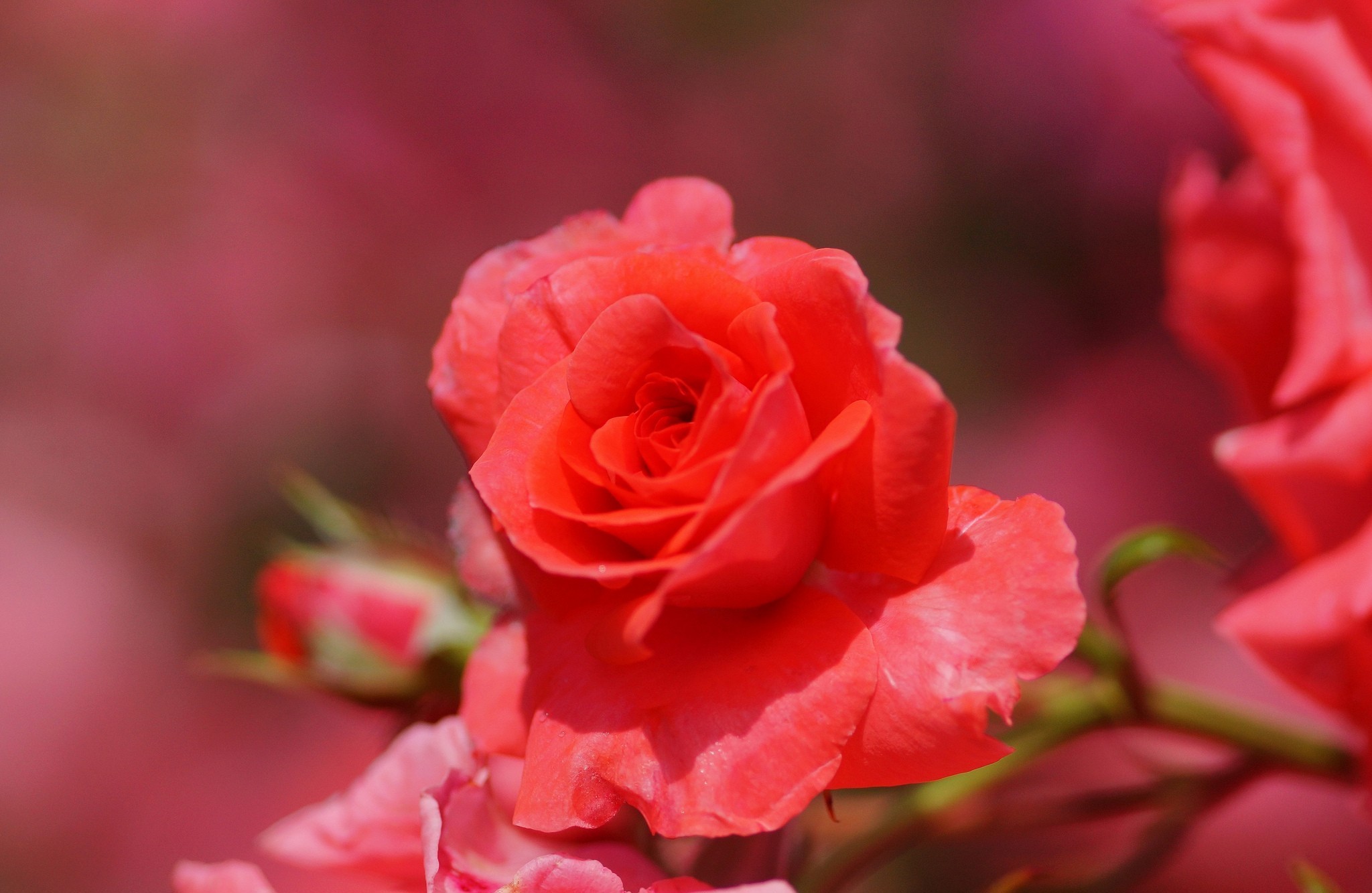 Laden Sie das Blumen, Rose, Erde/natur-Bild kostenlos auf Ihren PC-Desktop herunter