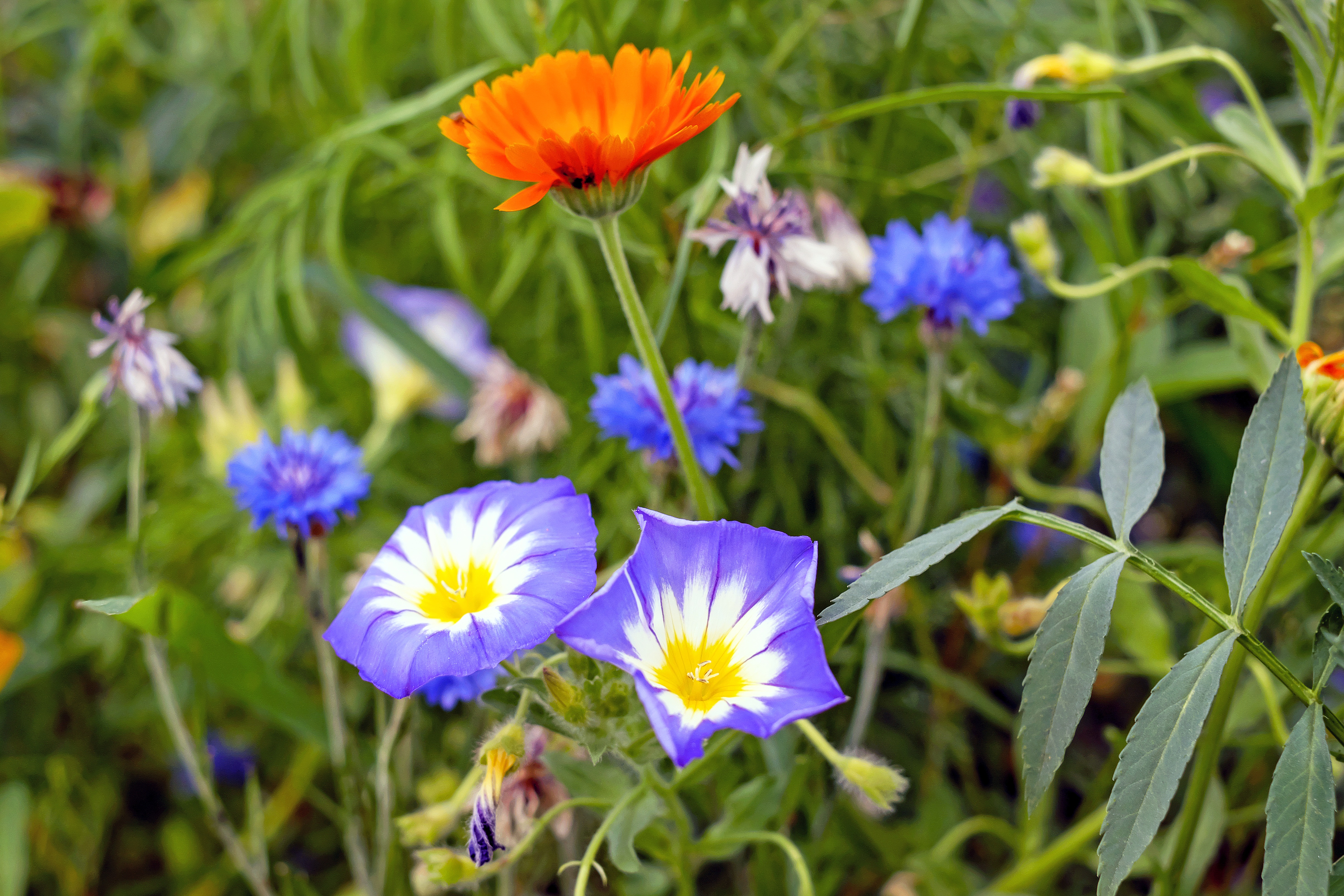 Téléchargez gratuitement l'image Fleurs, Fleur, Prairie, Fleur Mauve, La Nature, Terre/nature, Fleur D'oranger sur le bureau de votre PC