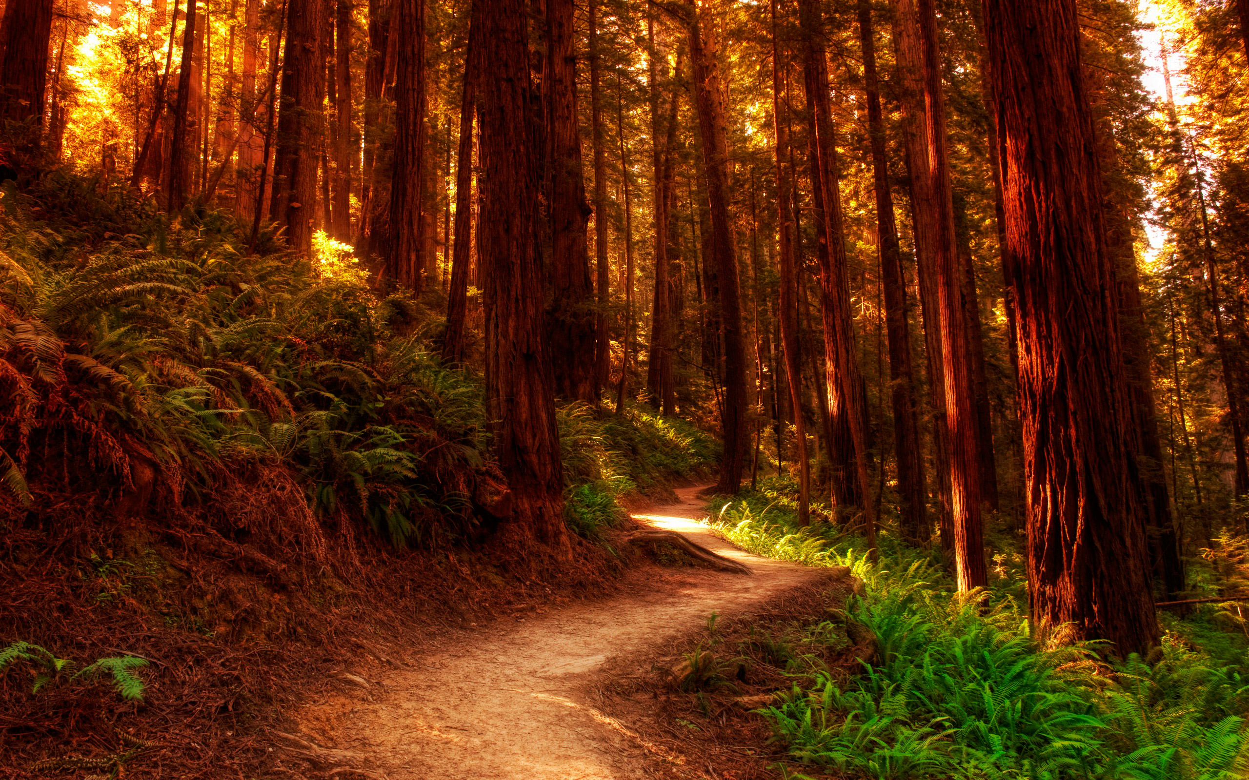 Download mobile wallpaper Forest, Earth, Path for free.