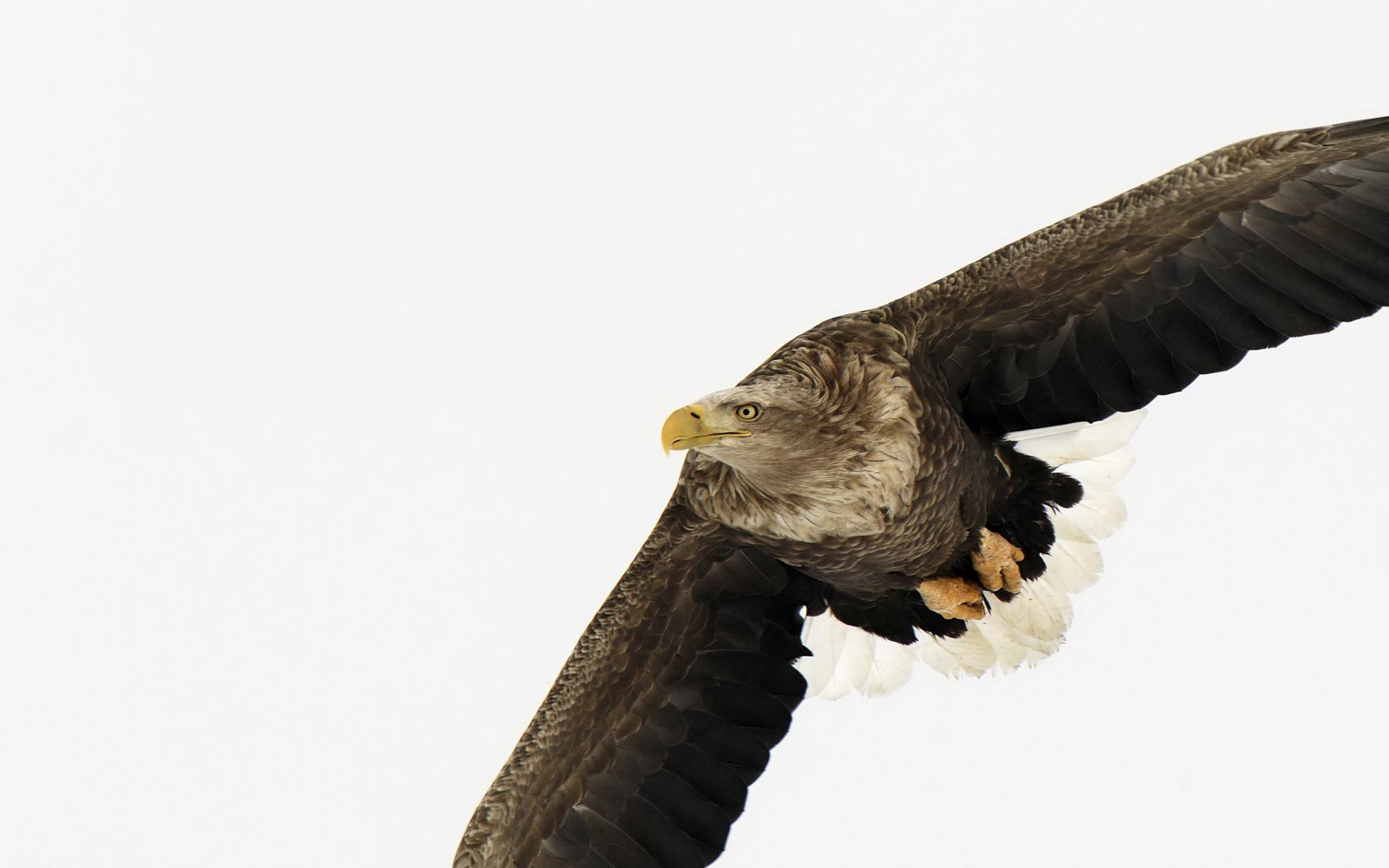 animal, white tailed eagle, birds