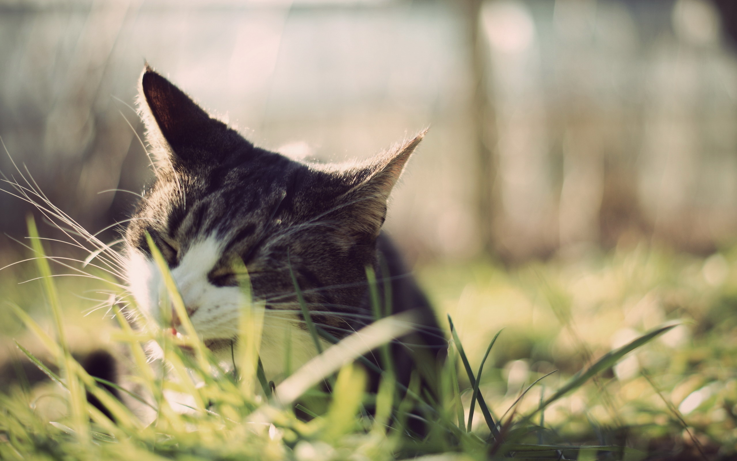 Baixar papel de parede para celular de Animais, Gatos, Gato gratuito.