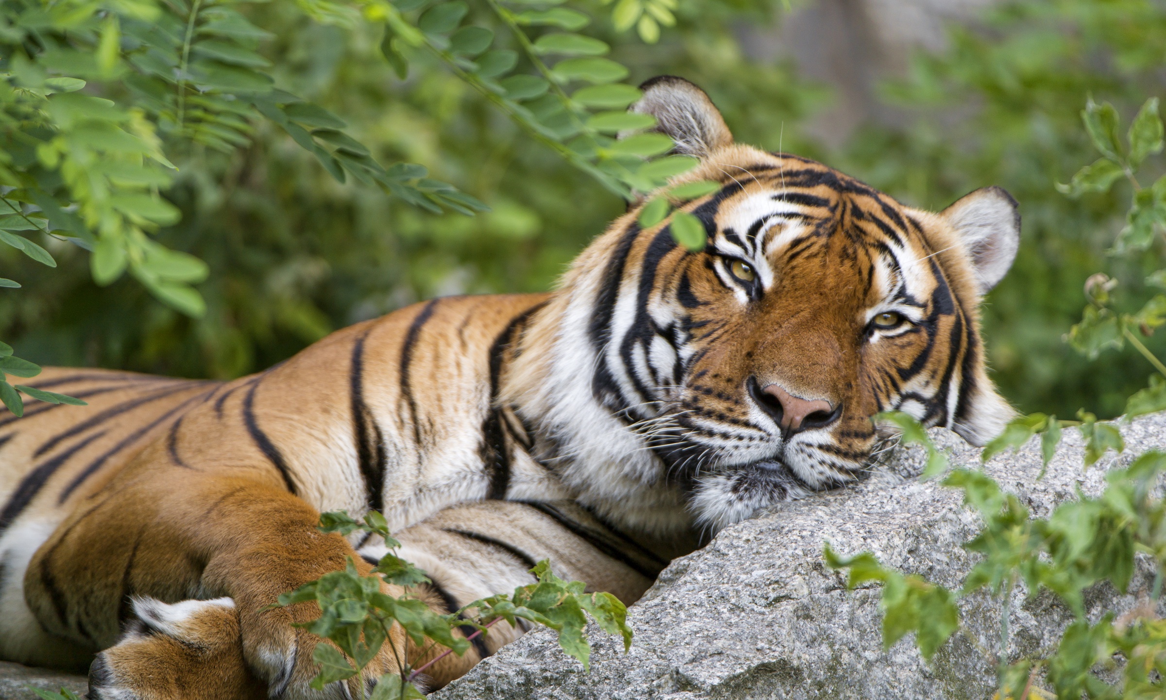 Baixar papel de parede para celular de Animais, Gatos, Tigre gratuito.