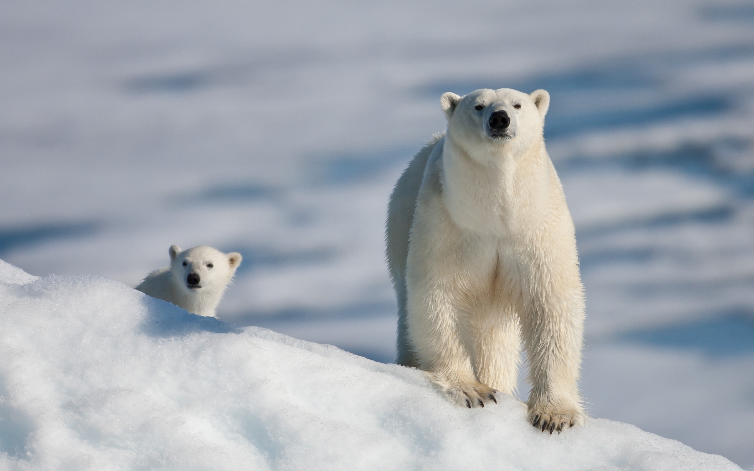 Скачать обои бесплатно Животные, Медведи, Зима картинка на рабочий стол ПК
