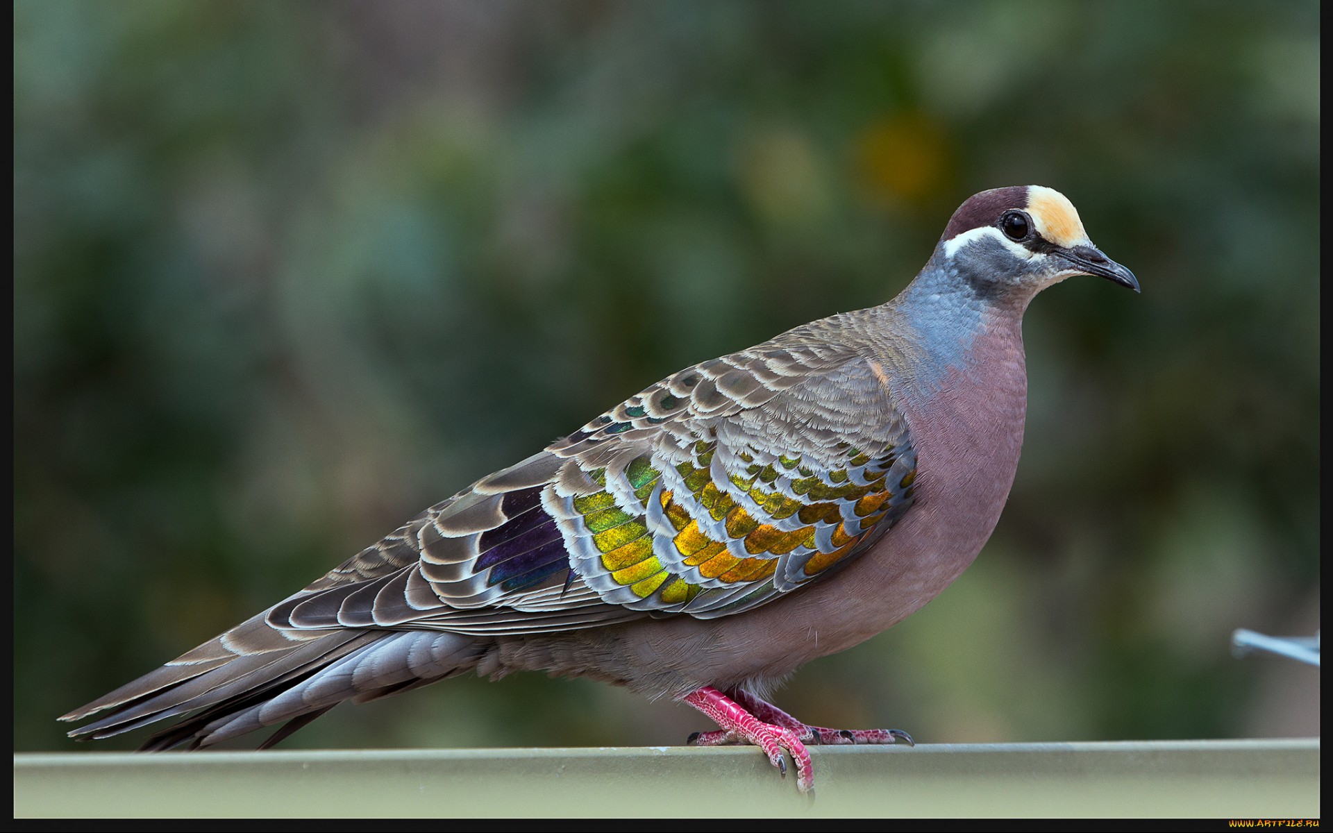 318725 télécharger l'image animaux, pigeon, des oiseaux - fonds d'écran et économiseurs d'écran gratuits
