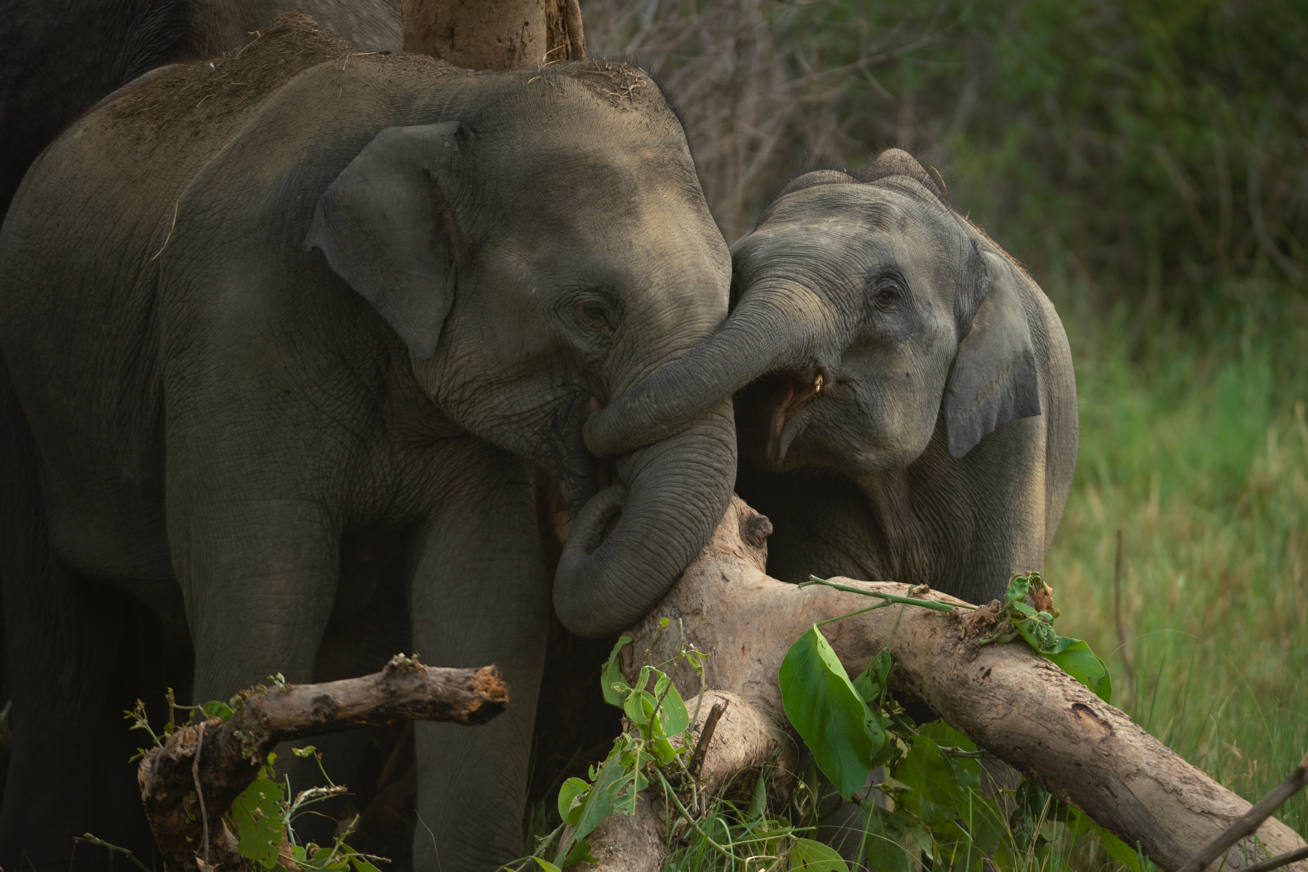 Free download wallpaper Elephants, Animal, Asian Elephant on your PC desktop