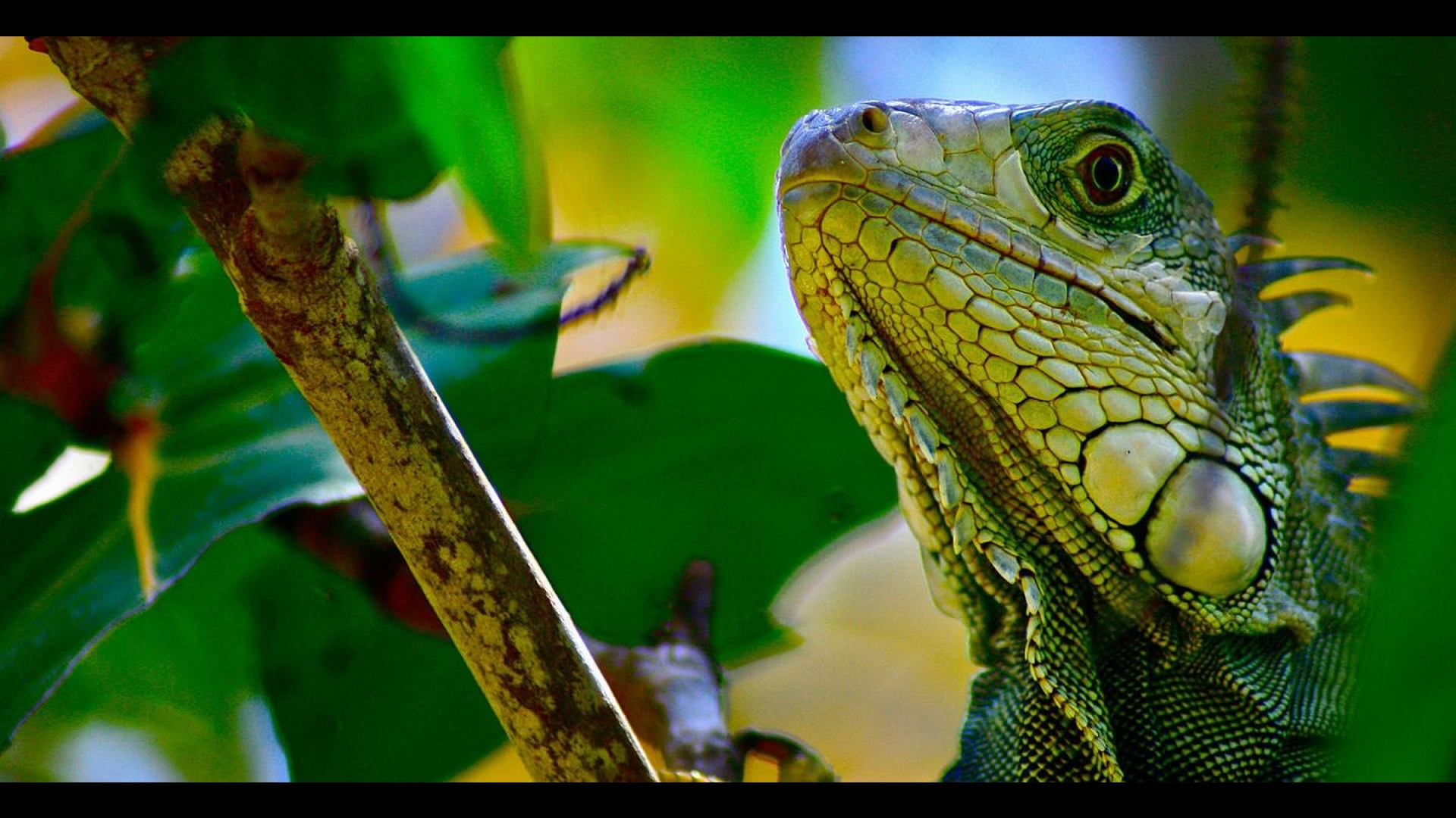 Descarga gratuita de fondo de pantalla para móvil de Animales, Iguana.