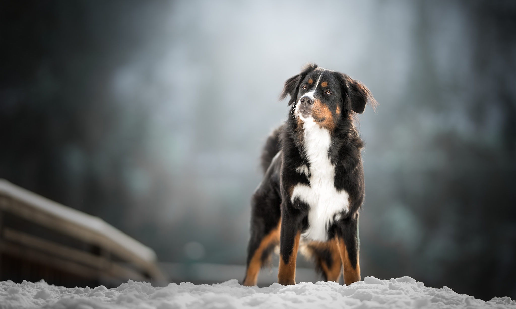 Download mobile wallpaper Dogs, Dog, Animal, Depth Of Field, Sennenhund for free.