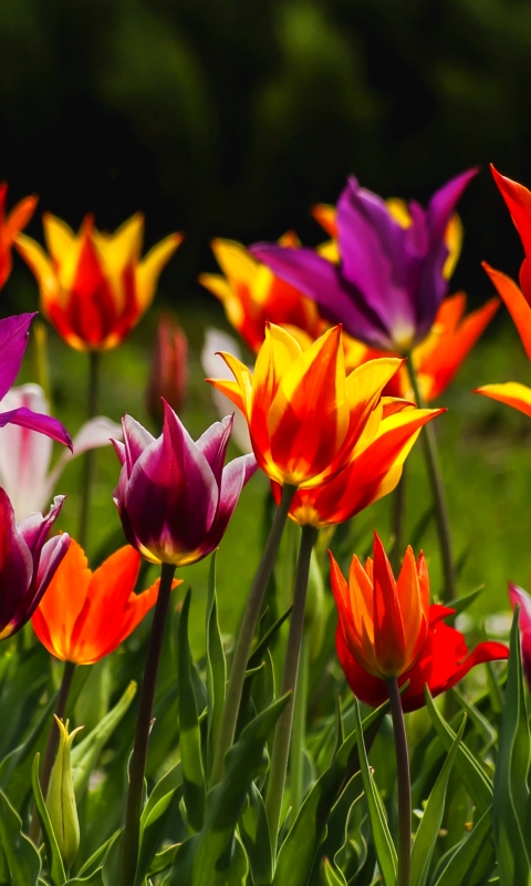 Скачати мобільні шпалери Природа, Квітка, Земля, Тюльпан, Біла Квітка, Фіолетова Квітка, Апельсинова Квітка, Флауерзи безкоштовно.