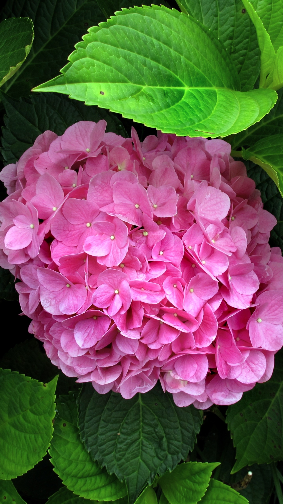 Download mobile wallpaper Flowers, Flower, Leaf, Earth, Hydrangea, Pink Flower for free.