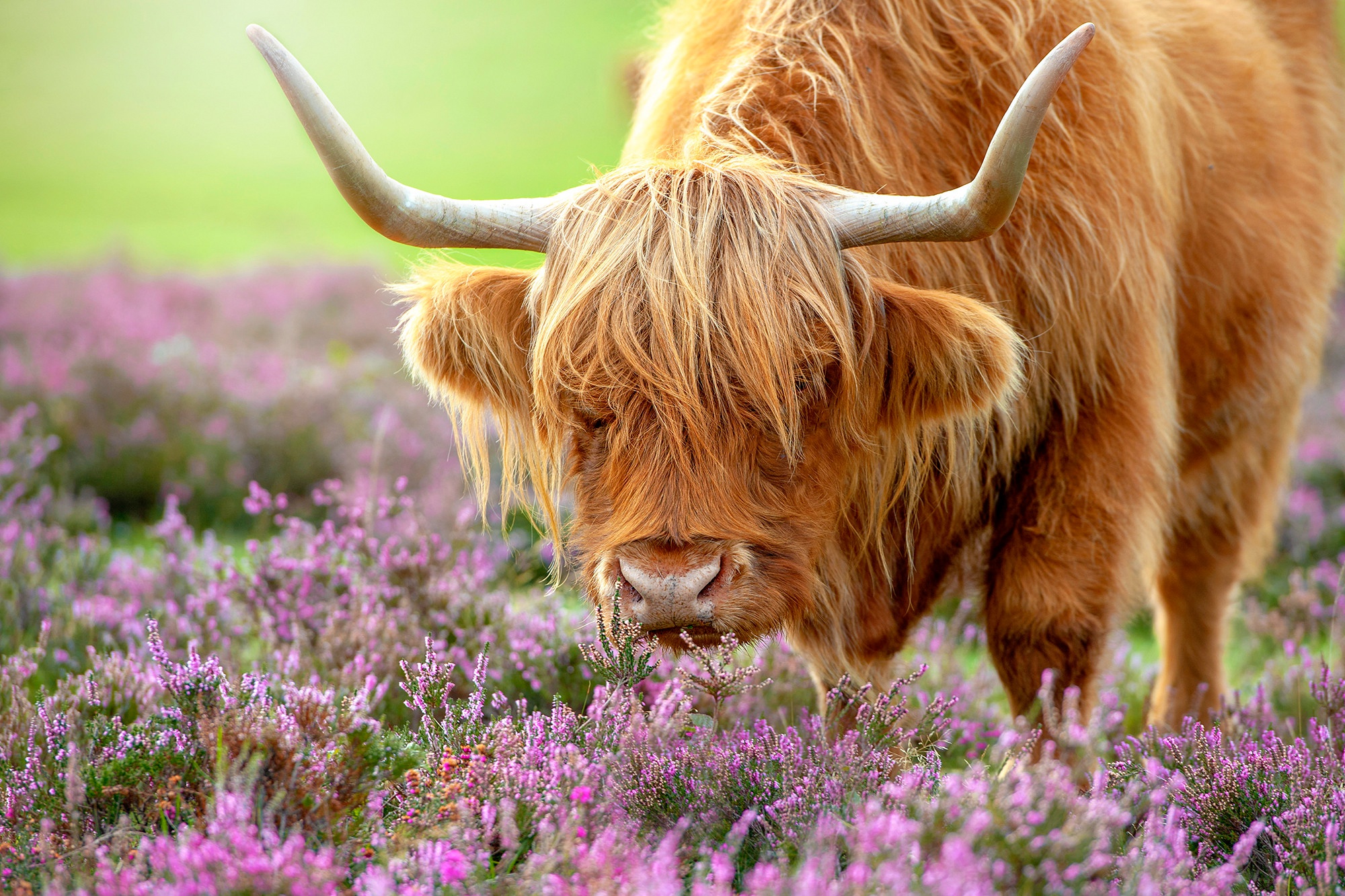 972815 descargar fondo de pantalla animales, vaca, flor, brezo: protectores de pantalla e imágenes gratis