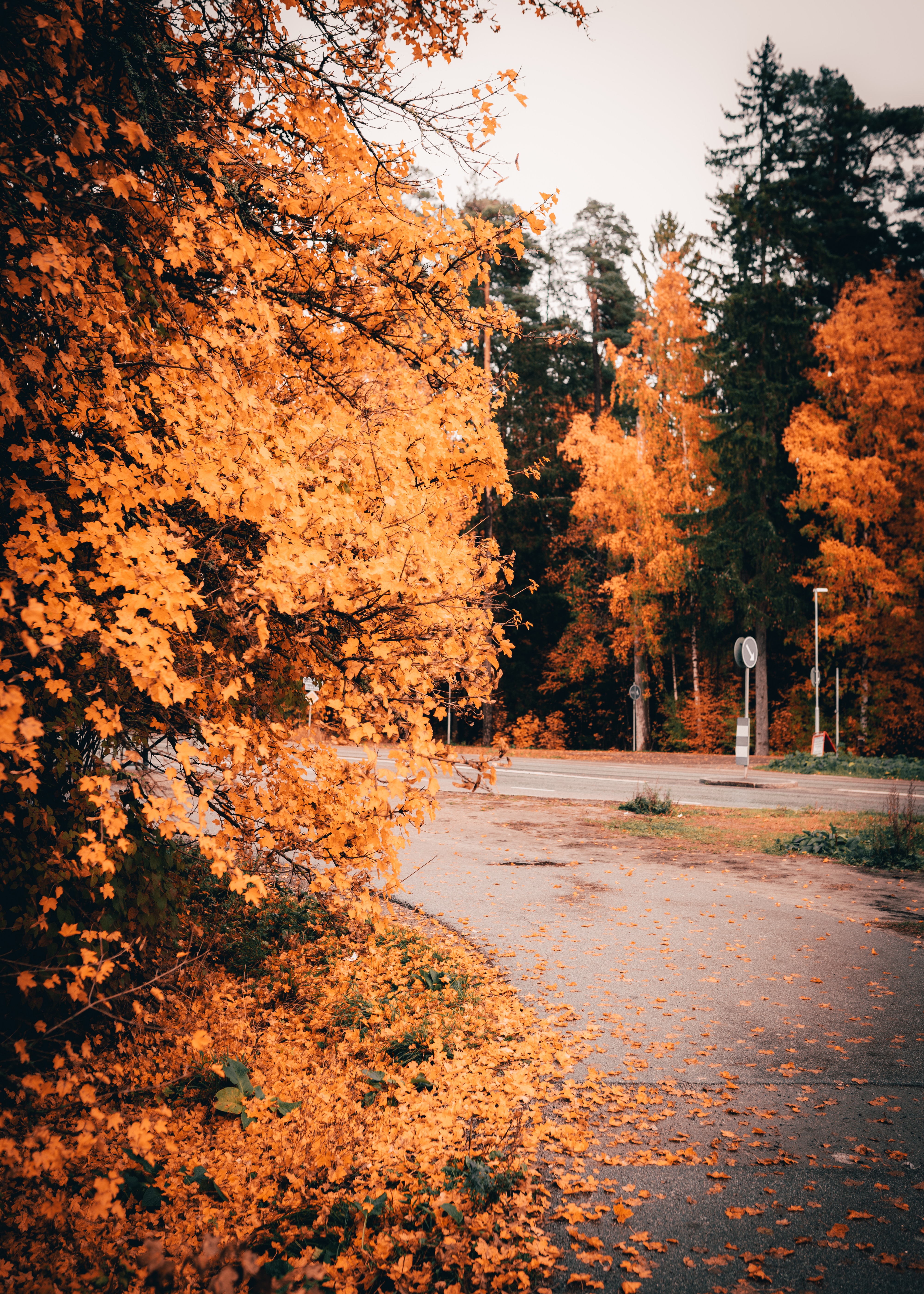 autumn, road, foliage, nature, trees, yellow phone background