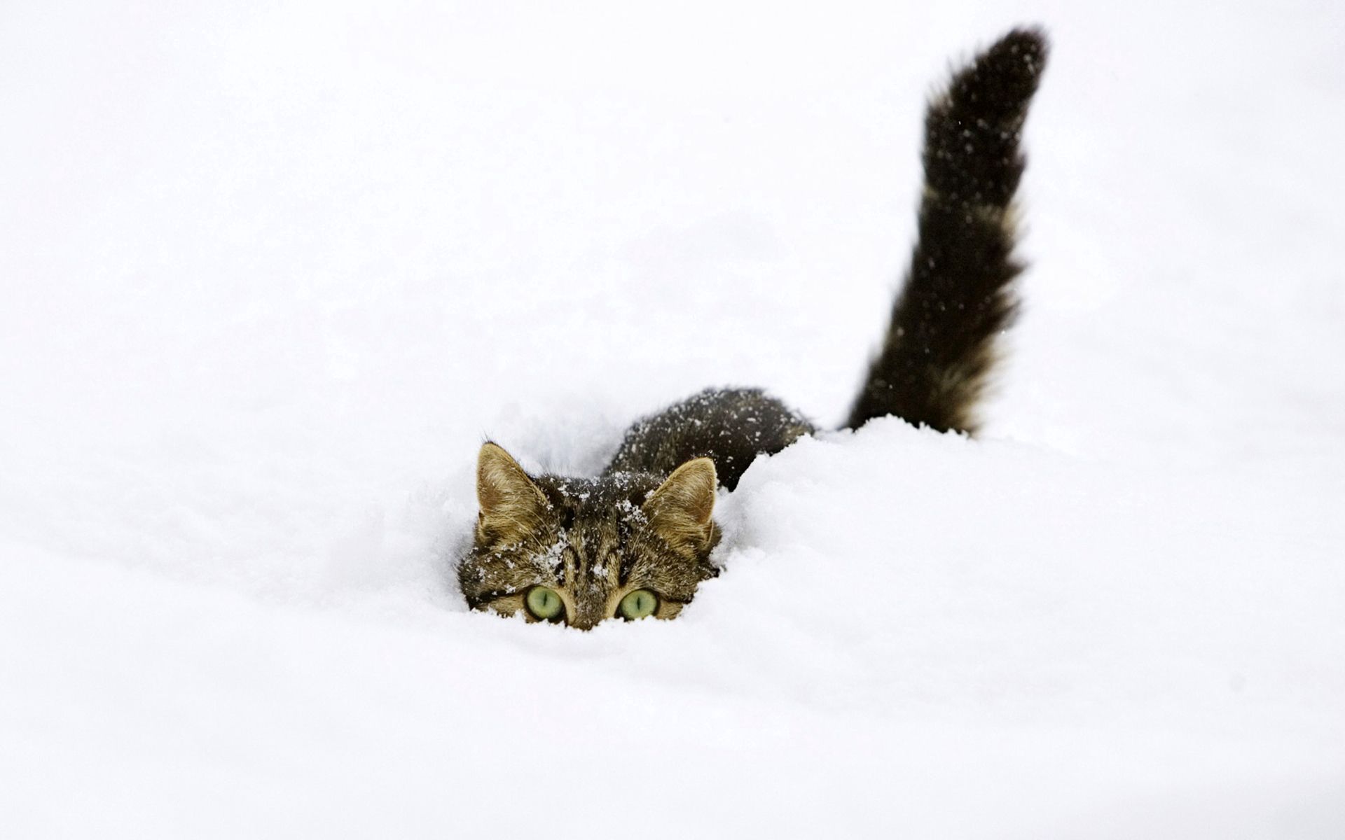 138196壁紙のダウンロード猫, 動物, 雪, ネコ, 登る, 遊び心, 遊戯的, 尾-スクリーンセーバーと写真を無料で