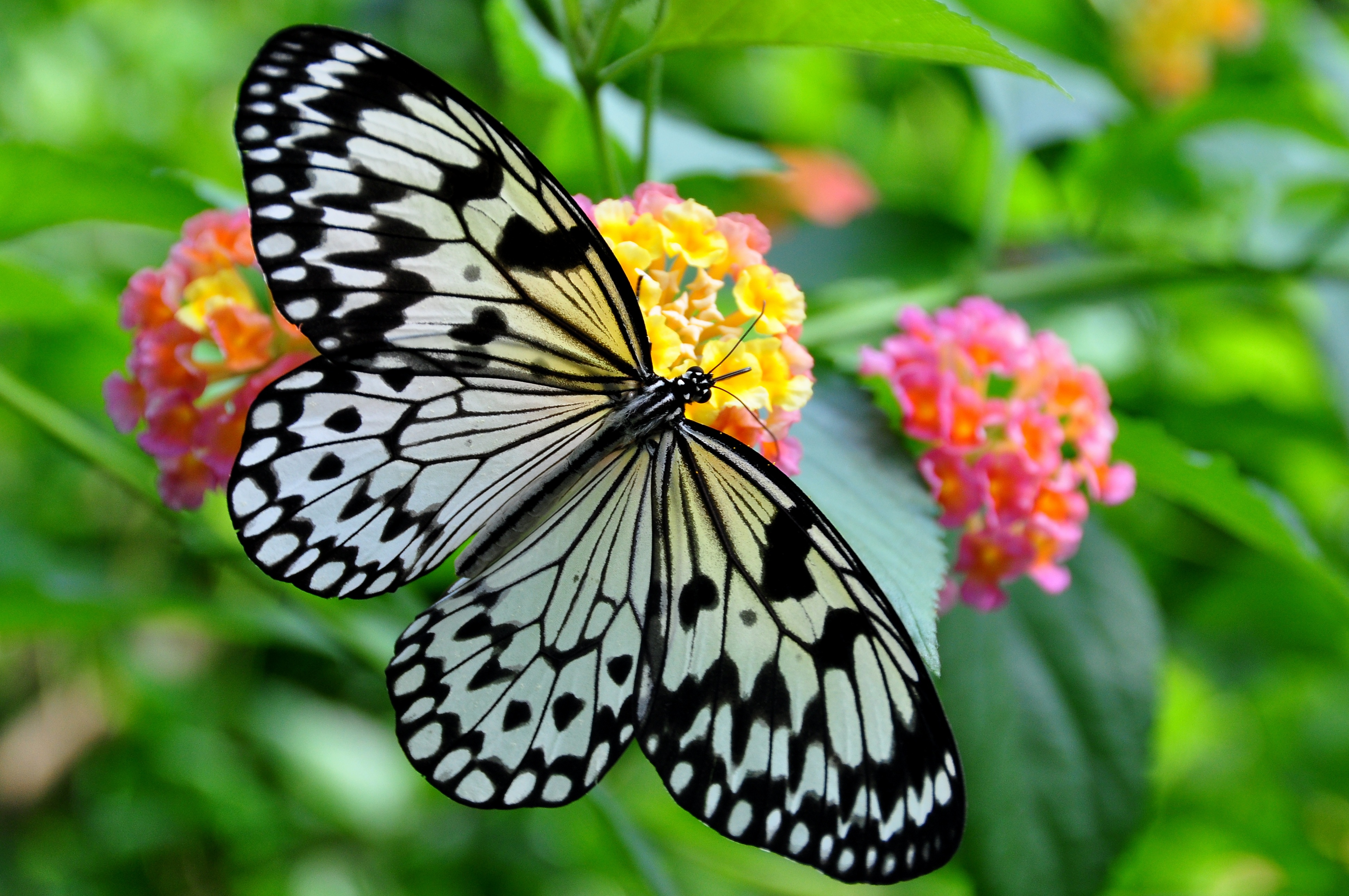 Free download wallpaper Flower, Plant, Macro, Close Up, Insect, Butterfly, Animal, Black & White on your PC desktop