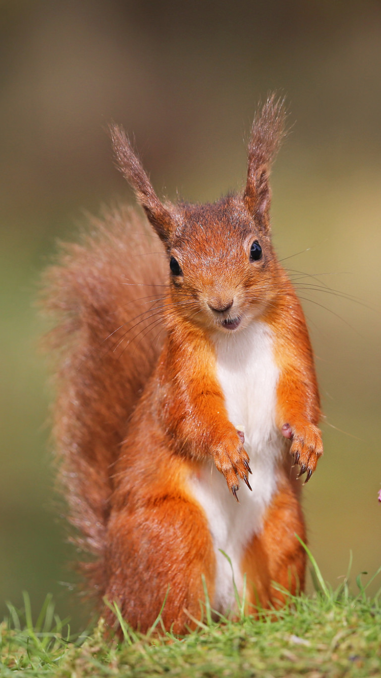 Download mobile wallpaper Squirrel, Flower, Animal, Rodent for free.