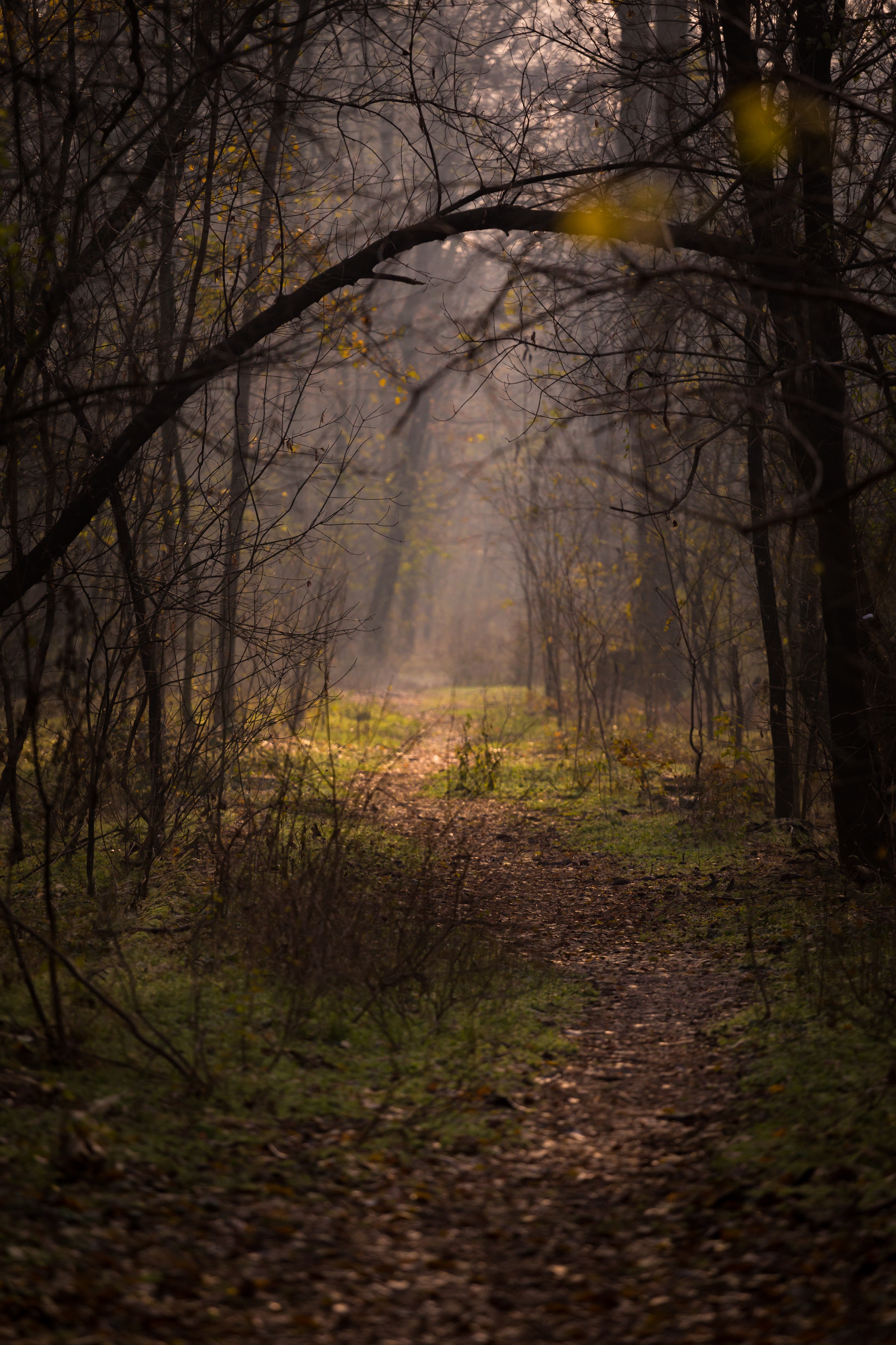 forest, nature, trees, fog, branches, path Desktop Wallpaper