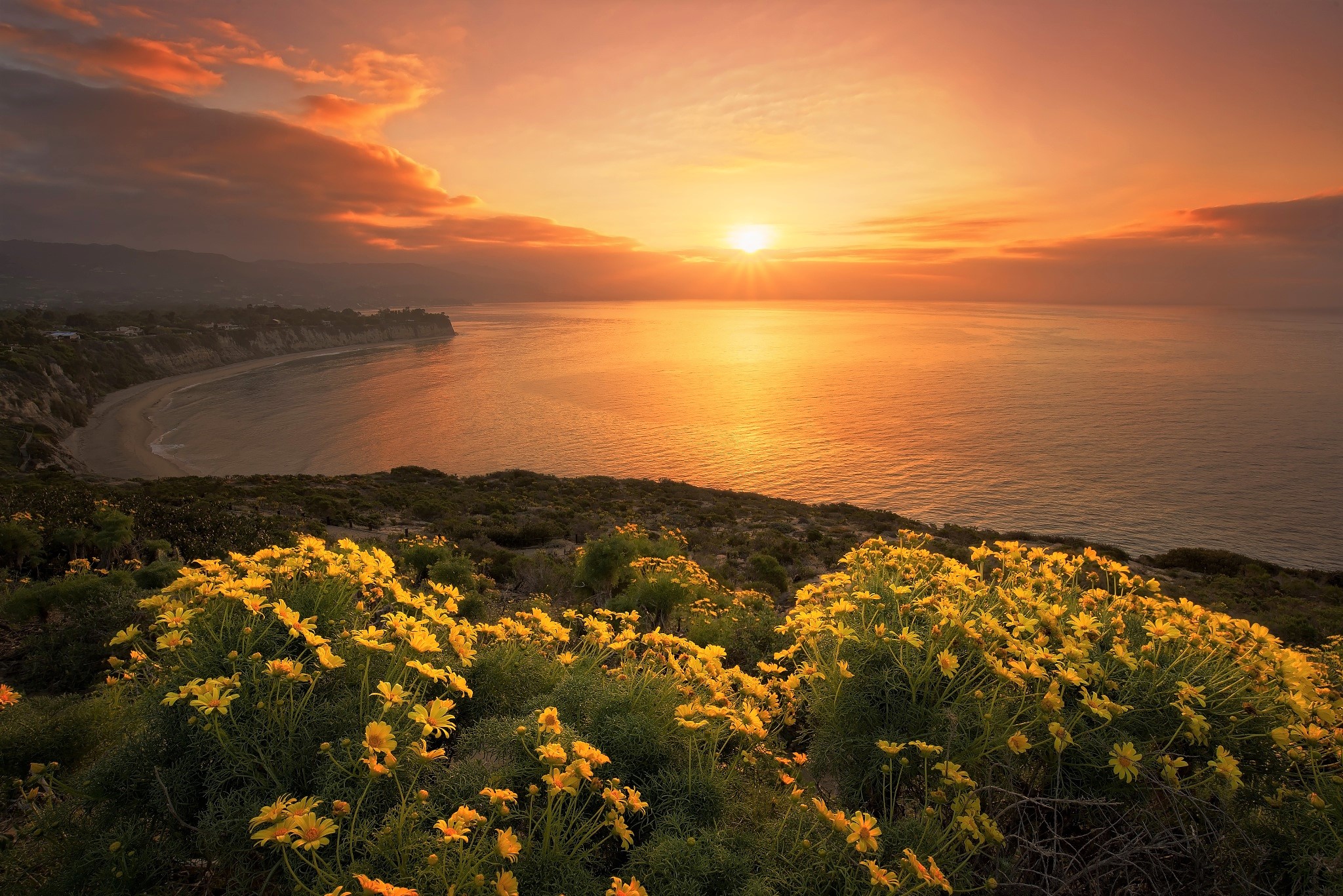 Free download wallpaper Sunset, Sea, Horizon, Flower, Ocean, Earth, Coastline, Daisy, Yellow Flower on your PC desktop