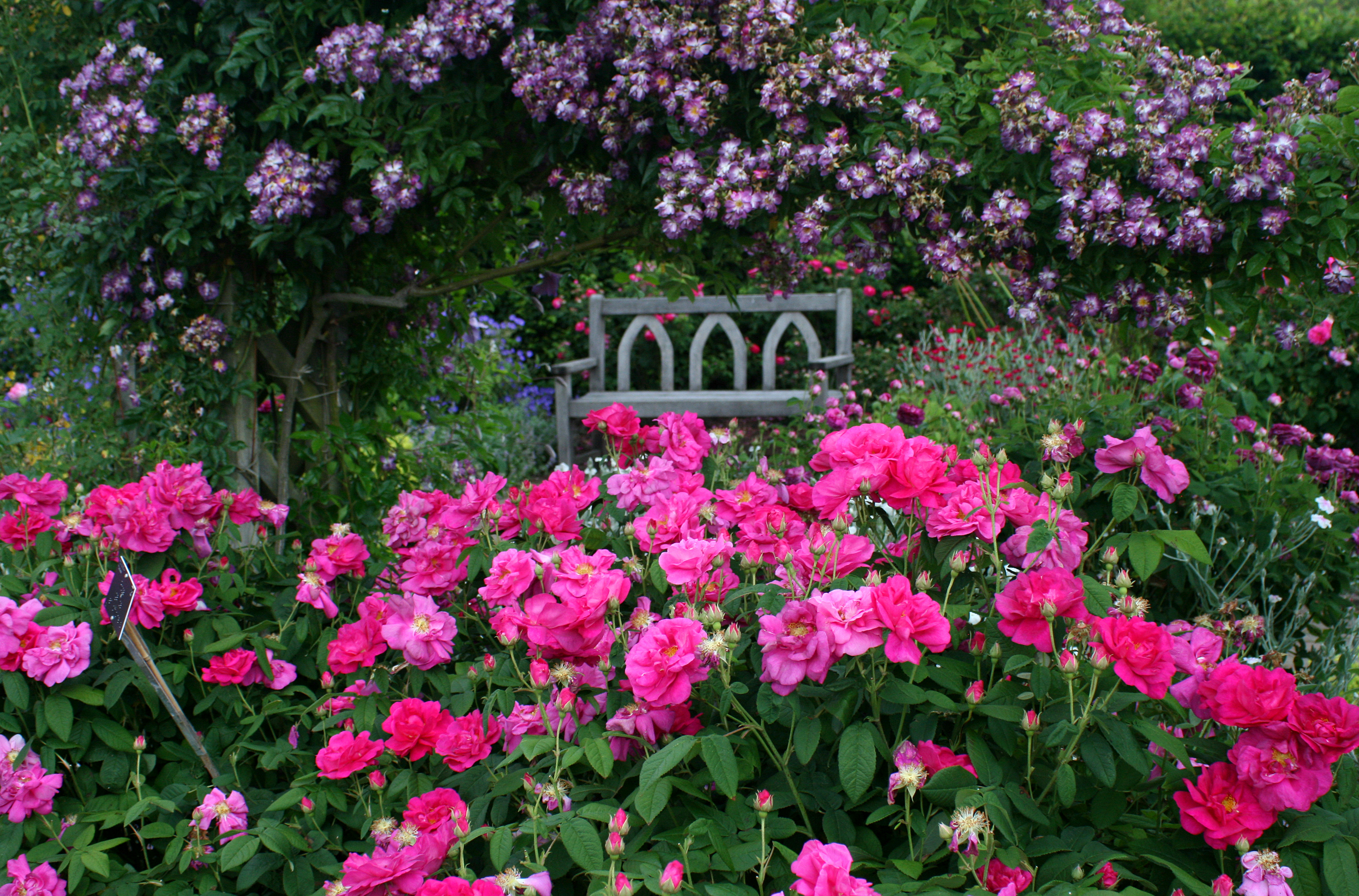 Скачать обои бесплатно Цветок, Роза, Сад, Скамейка, Сделано Человеком, Розовый Цветок картинка на рабочий стол ПК