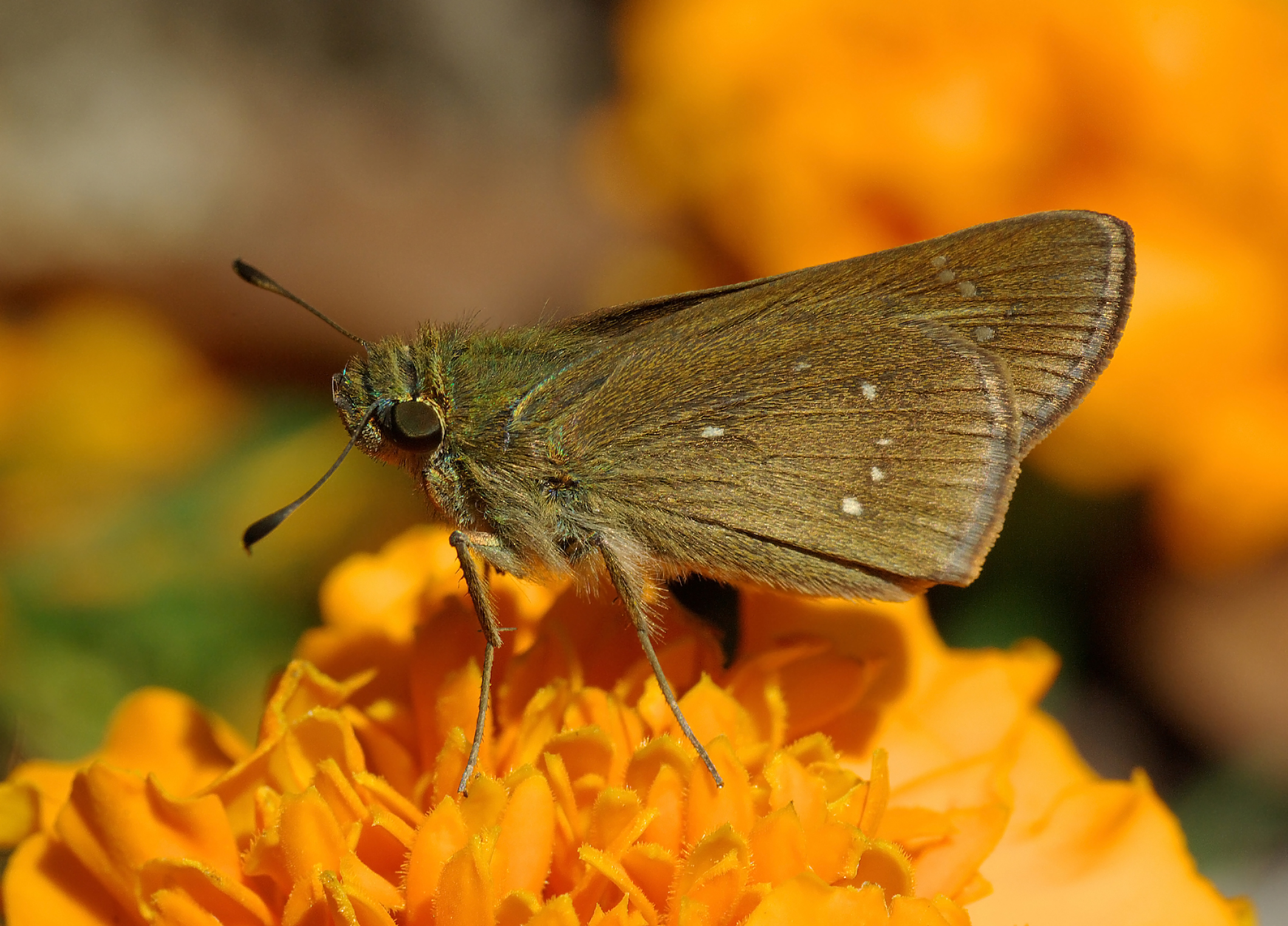 Download mobile wallpaper Flower, Butterfly, Animal, Dark Small Branded Swift for free.