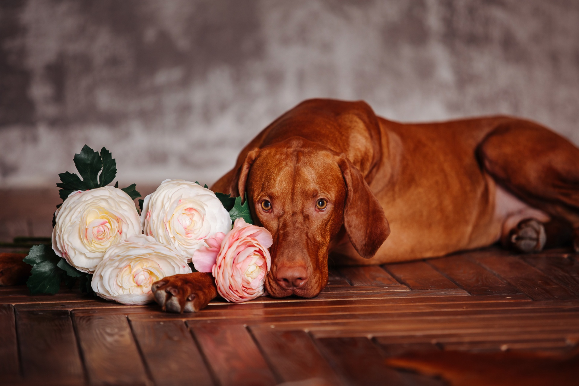 Download mobile wallpaper Dogs, Flower, Dog, Animal, Vizsla for free.