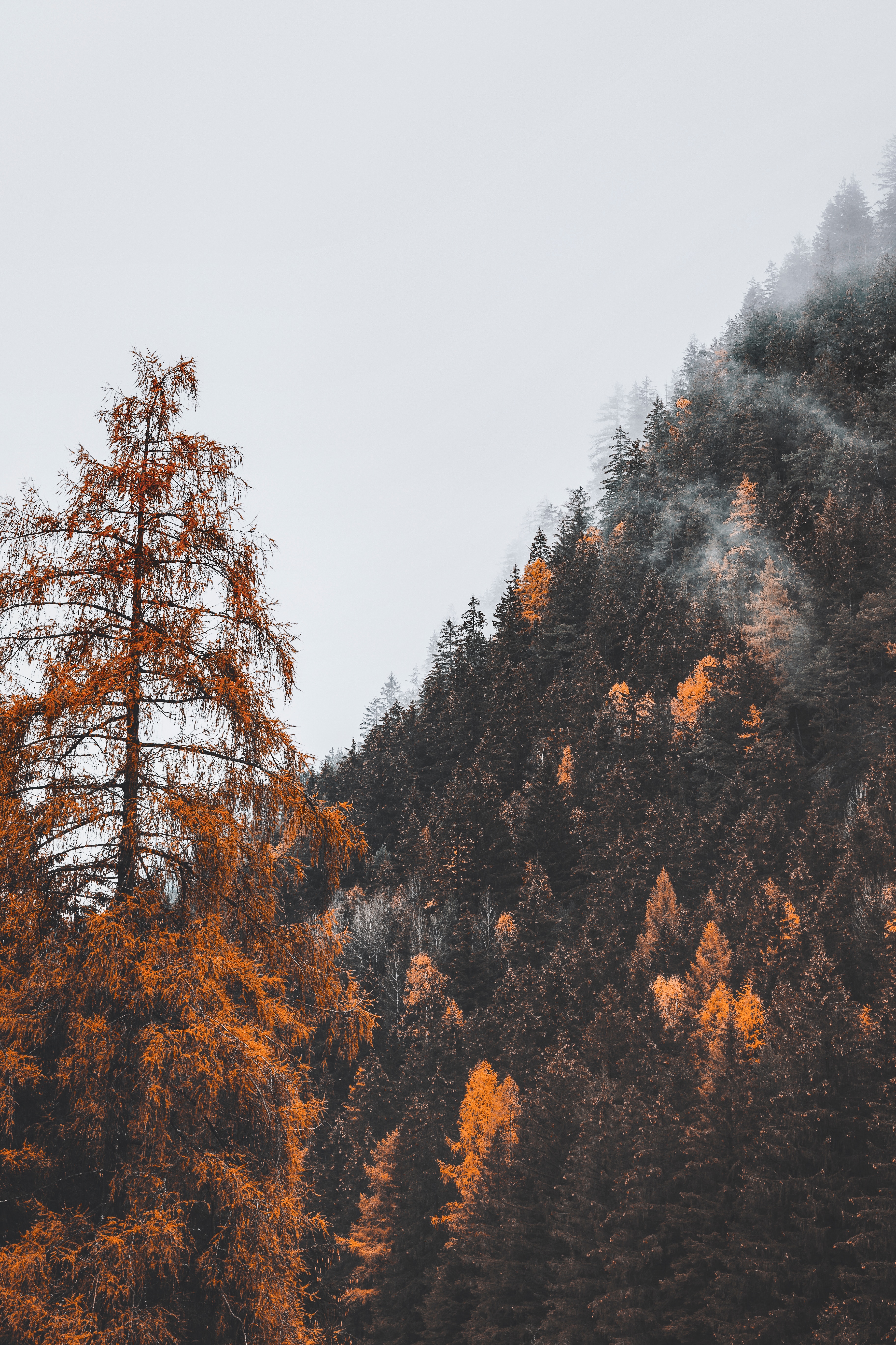 Download mobile wallpaper Slope, Mountain, Fog, Trees, Nature, Forest for free.