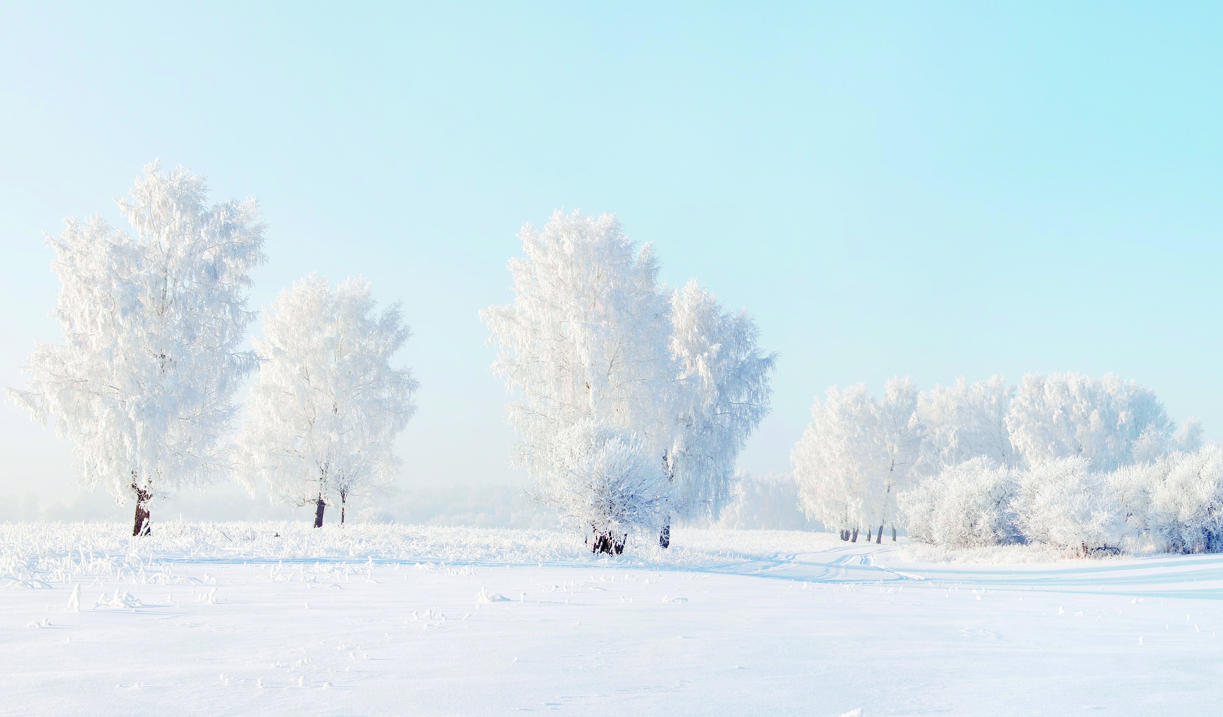 Handy-Wallpaper Winter, Schnee, Baum, Erde/natur kostenlos herunterladen.