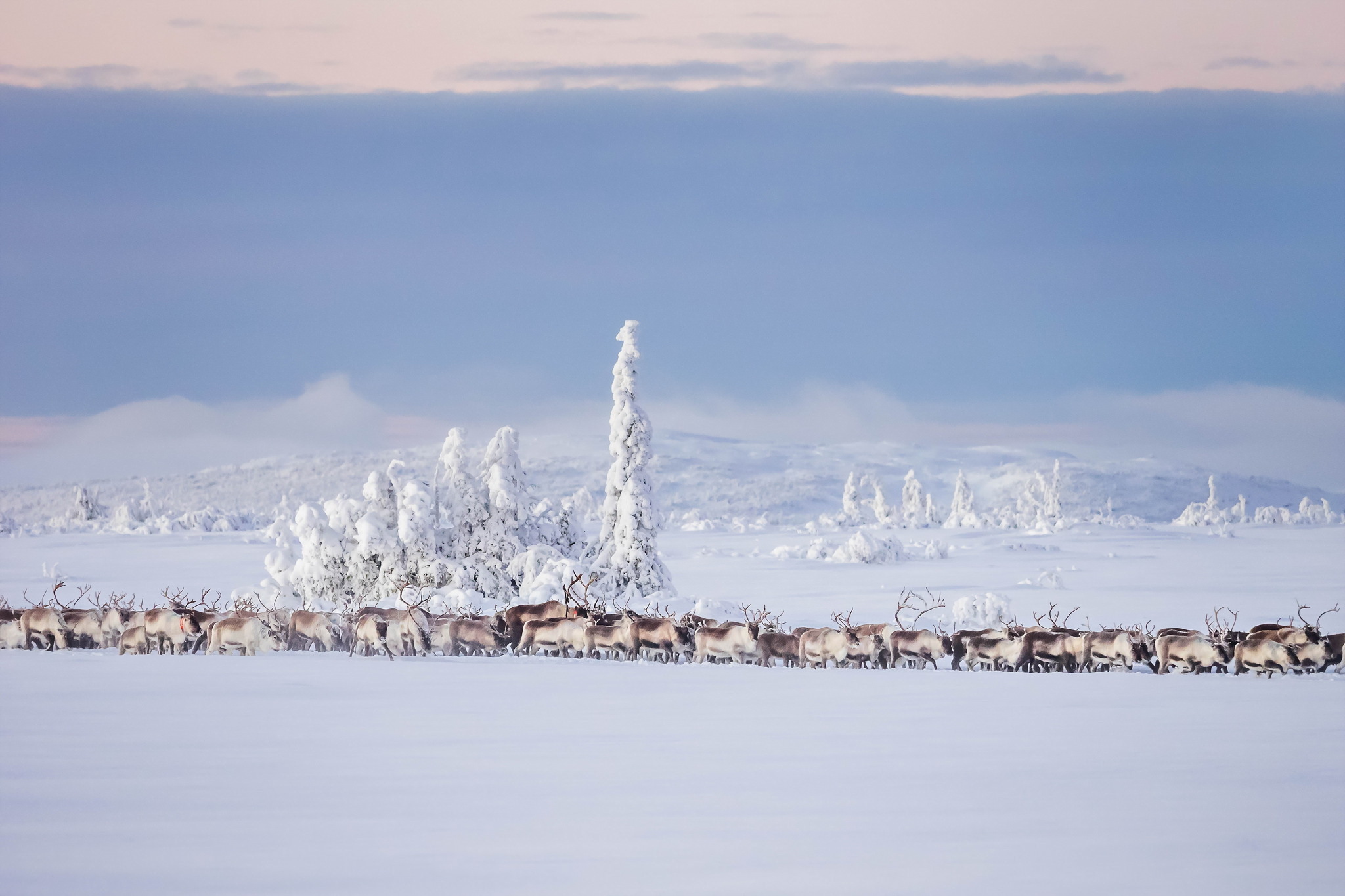 Download mobile wallpaper Landscape, Winter, Nature, Snow, Animal, Deer for free.